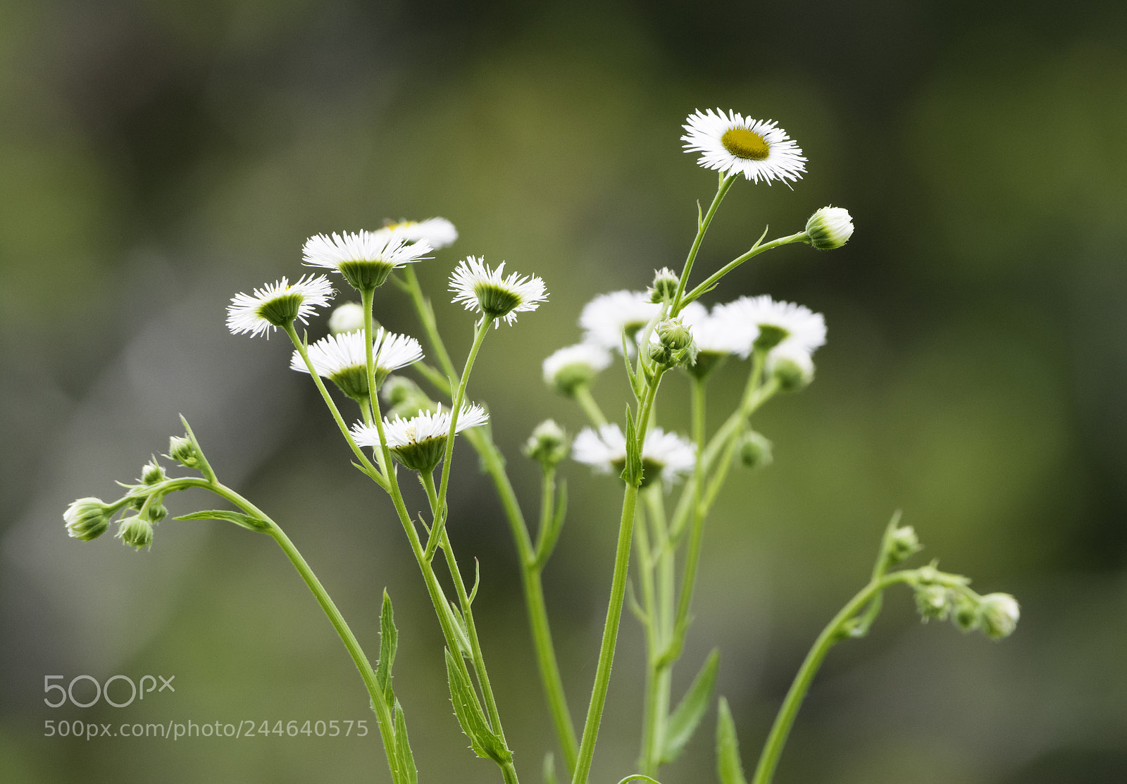 Nikon D7100 sample photo. Margarida photography