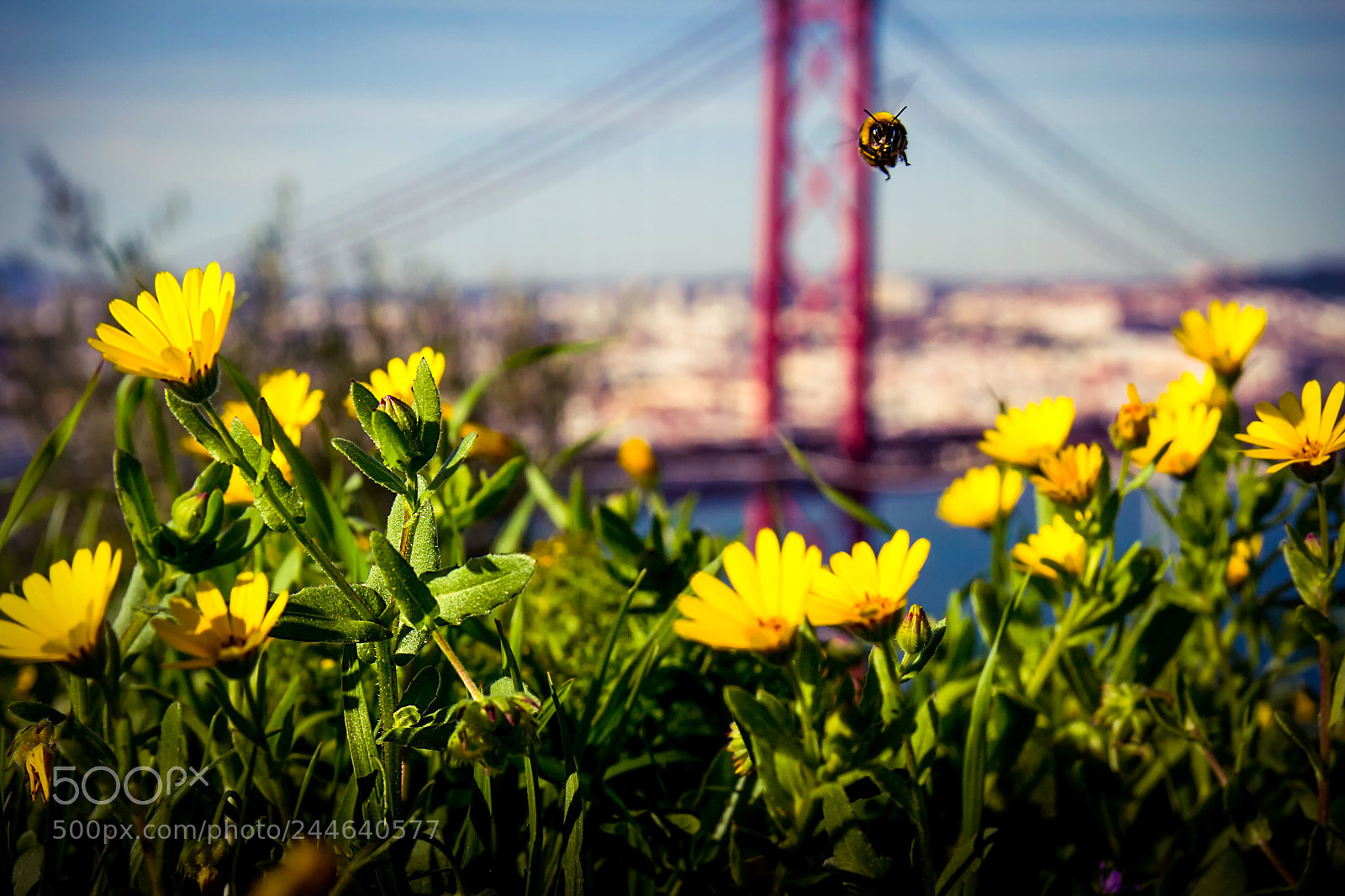 Canon EOS 60D sample photo. Bumble photography