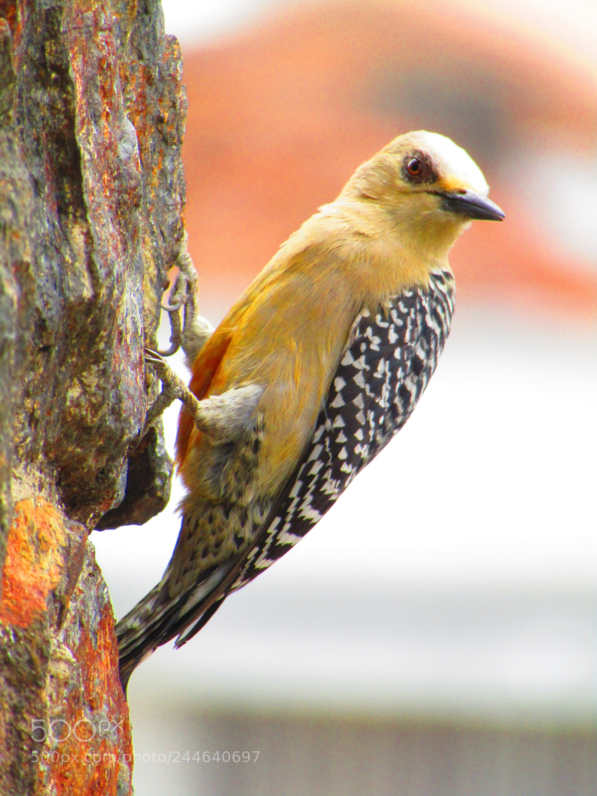 Canon PowerShot SX420 IS sample photo. Woodpecker photography