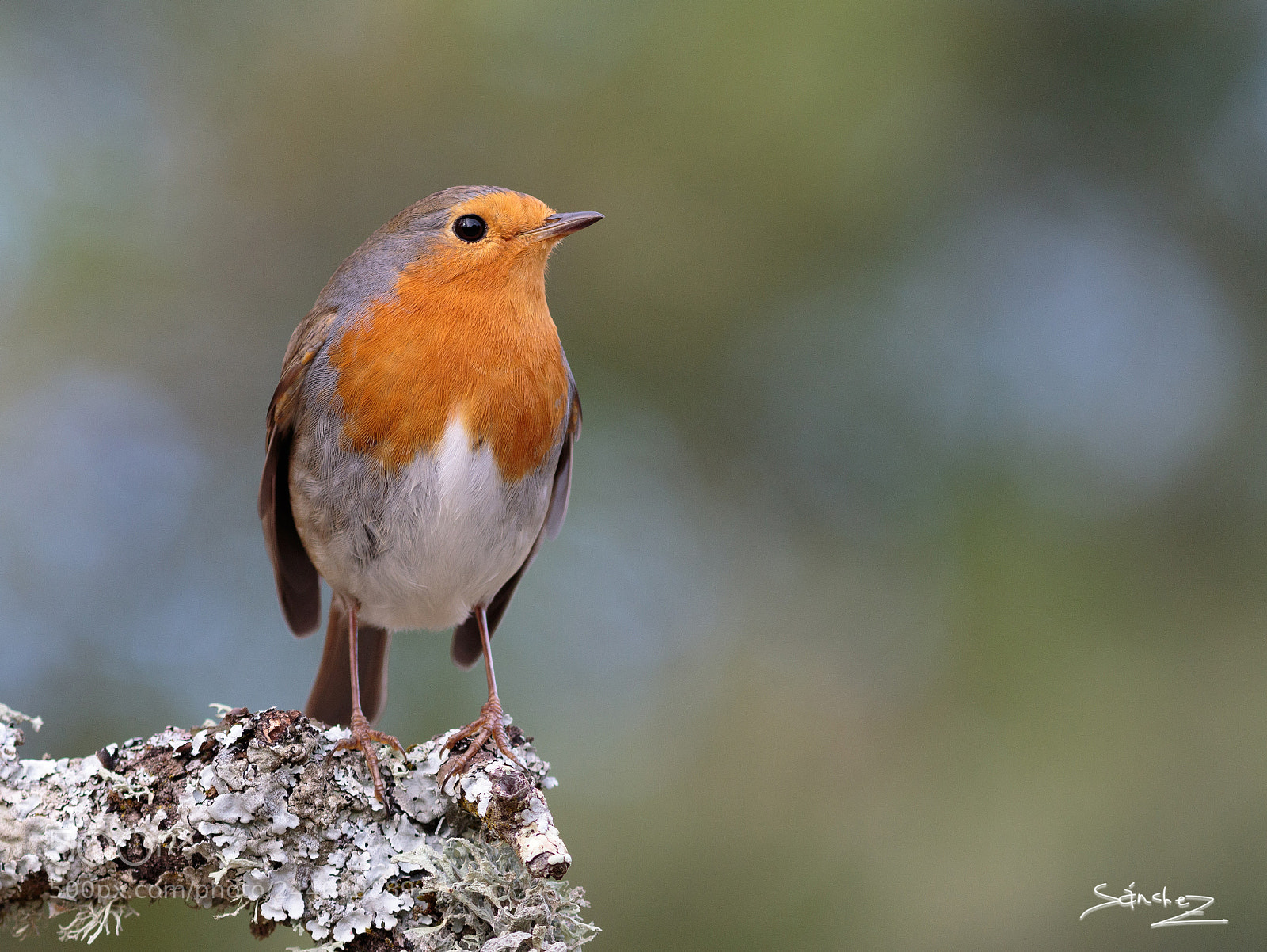 Canon EOS 7D Mark II sample photo. Petirrojo europeo photography