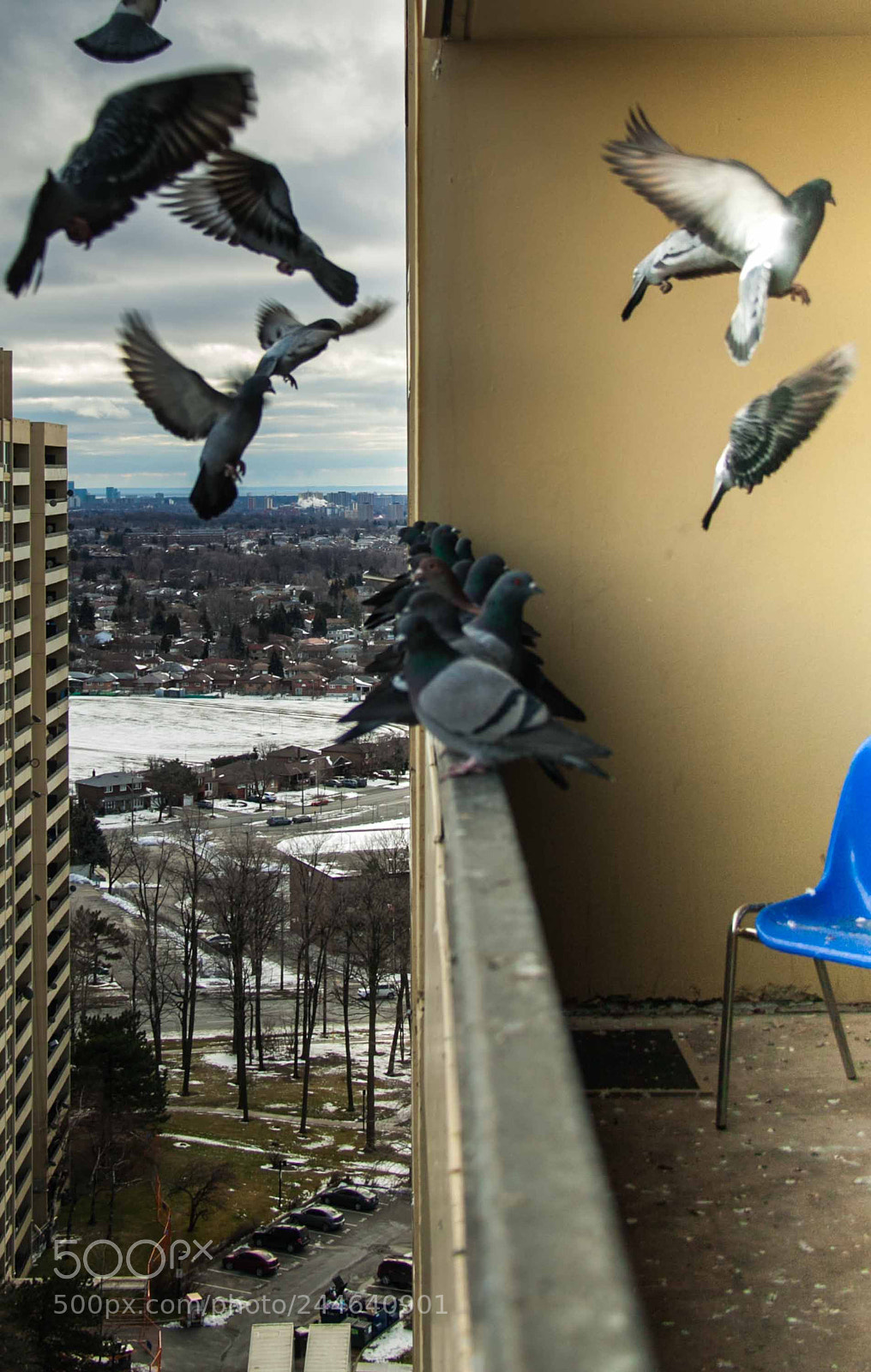 Canon EOS 50D sample photo. Pigeon series photography
