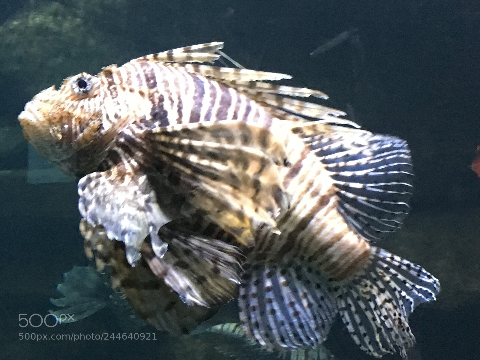 Apple iPhone 6s sample photo. Img photography