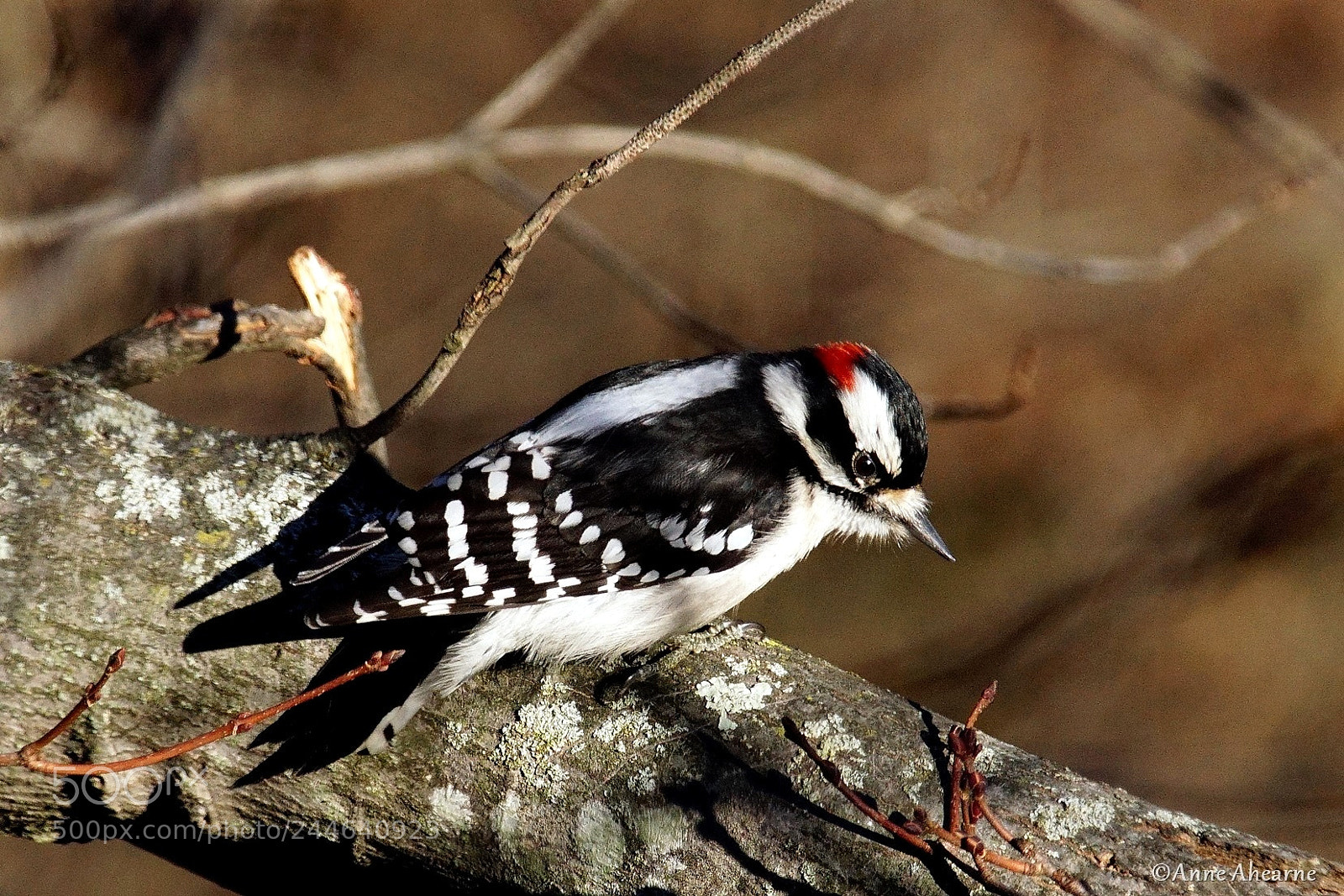 Sony ILCA-77M2 sample photo. Downy woodpecker, male photography