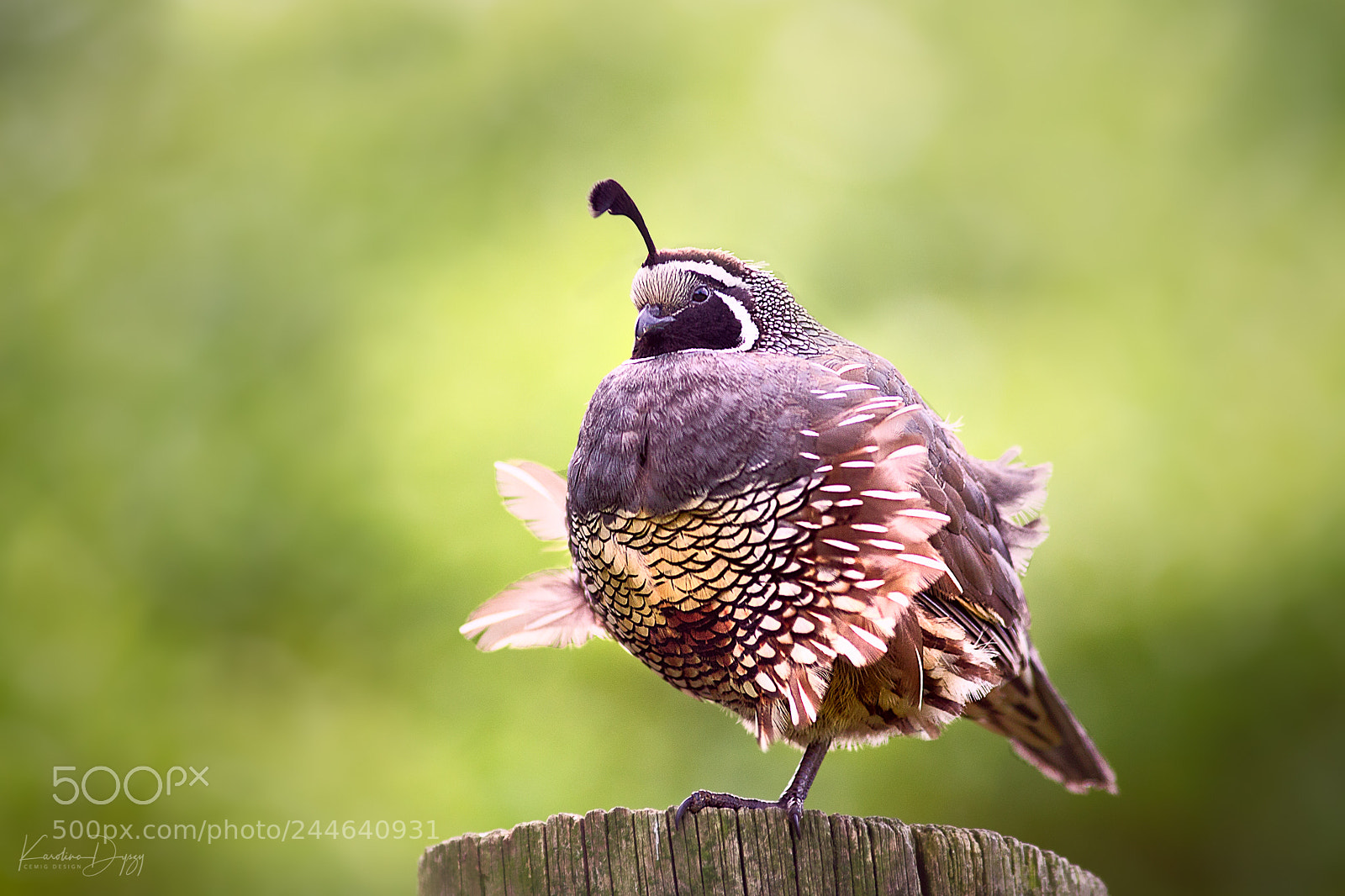 Canon EOS-1D X sample photo. _u2r4577-1.jpg photography