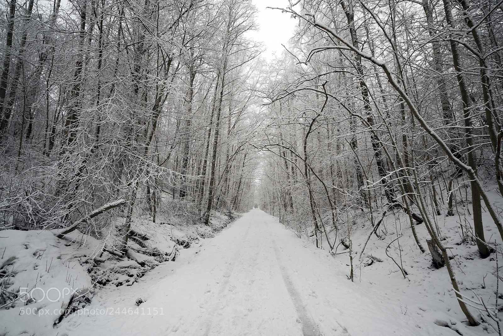 Sony a7S sample photo. Winter road in the photography