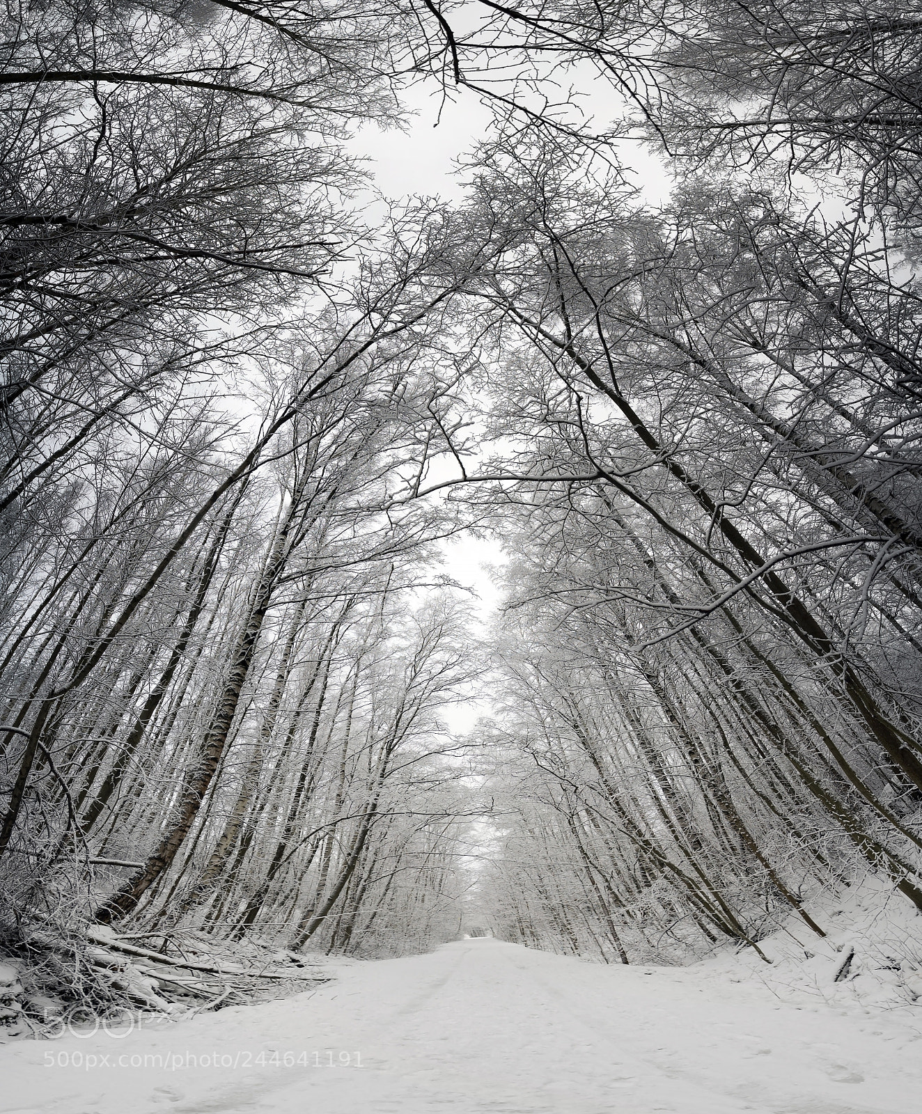 Sony a7S sample photo. In a forest with photography