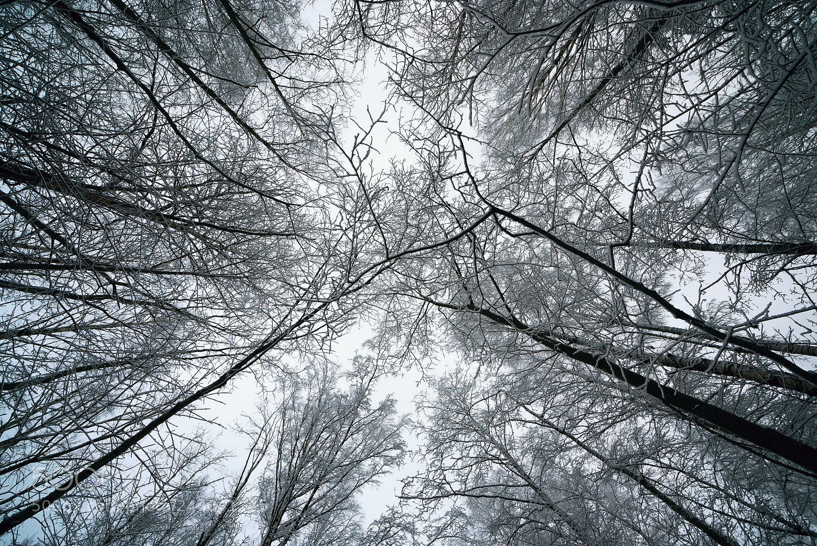 Sony a7S sample photo. In a forest with photography