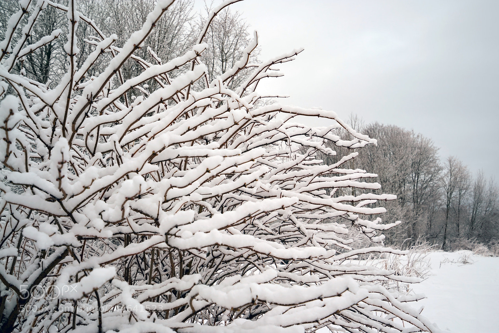 Sony a7S sample photo. Tree branches in the photography