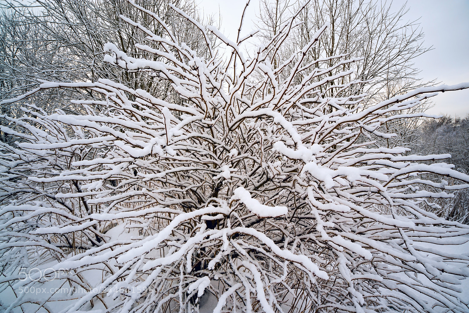Sony a7S sample photo. Tree covered with snow photography