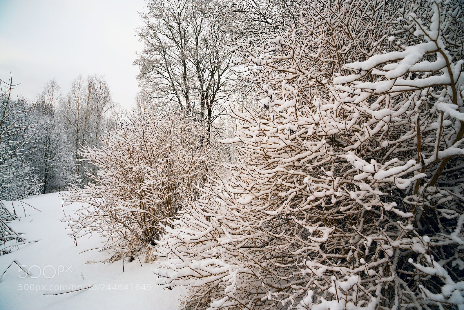 Sony a7S sample photo. Tree covered with snow. photography