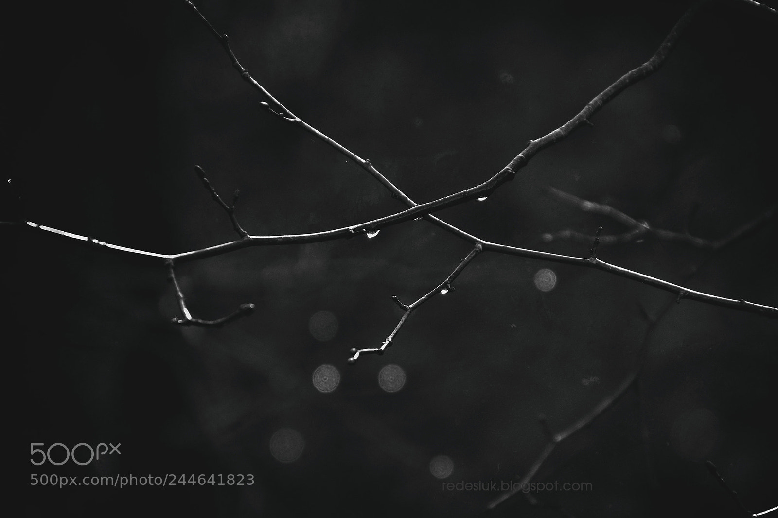 Nikon D5500 sample photo. Http redesiuk.blogspot.com 2017 12 photography