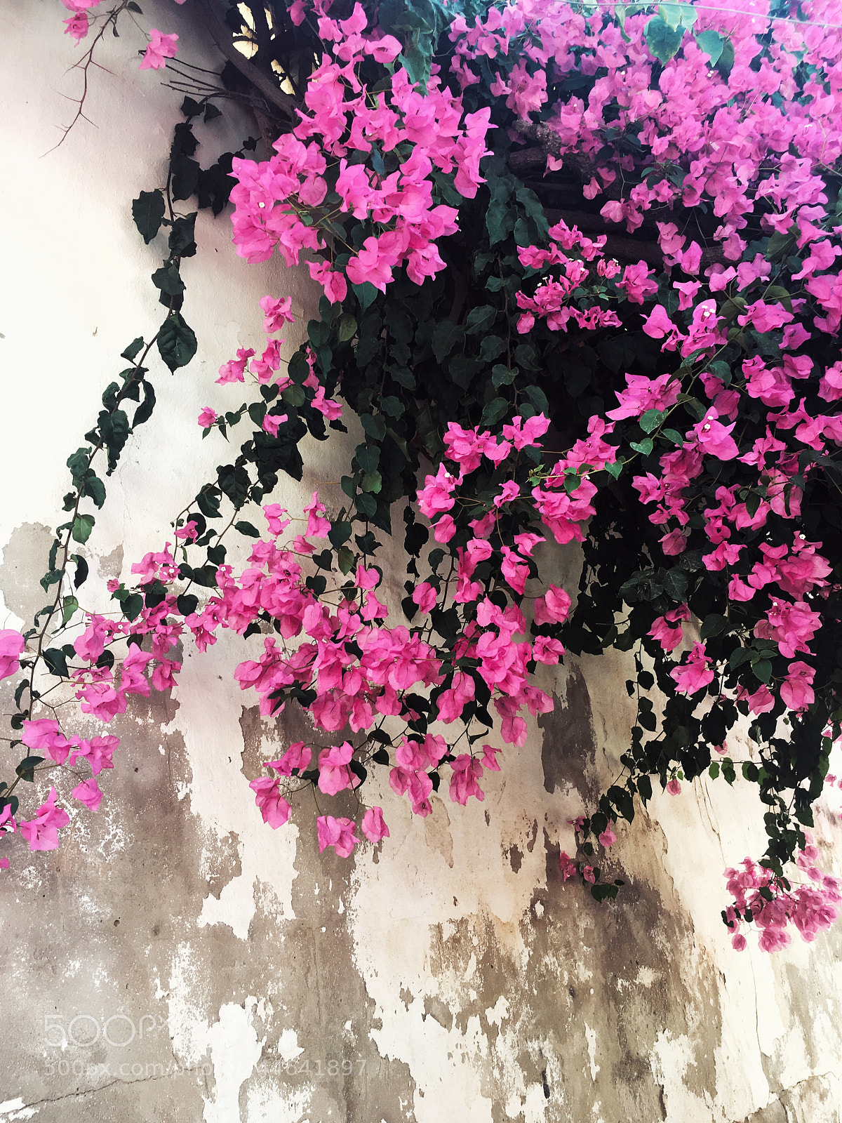 Apple iPhone 6s sample photo. Untitled photography