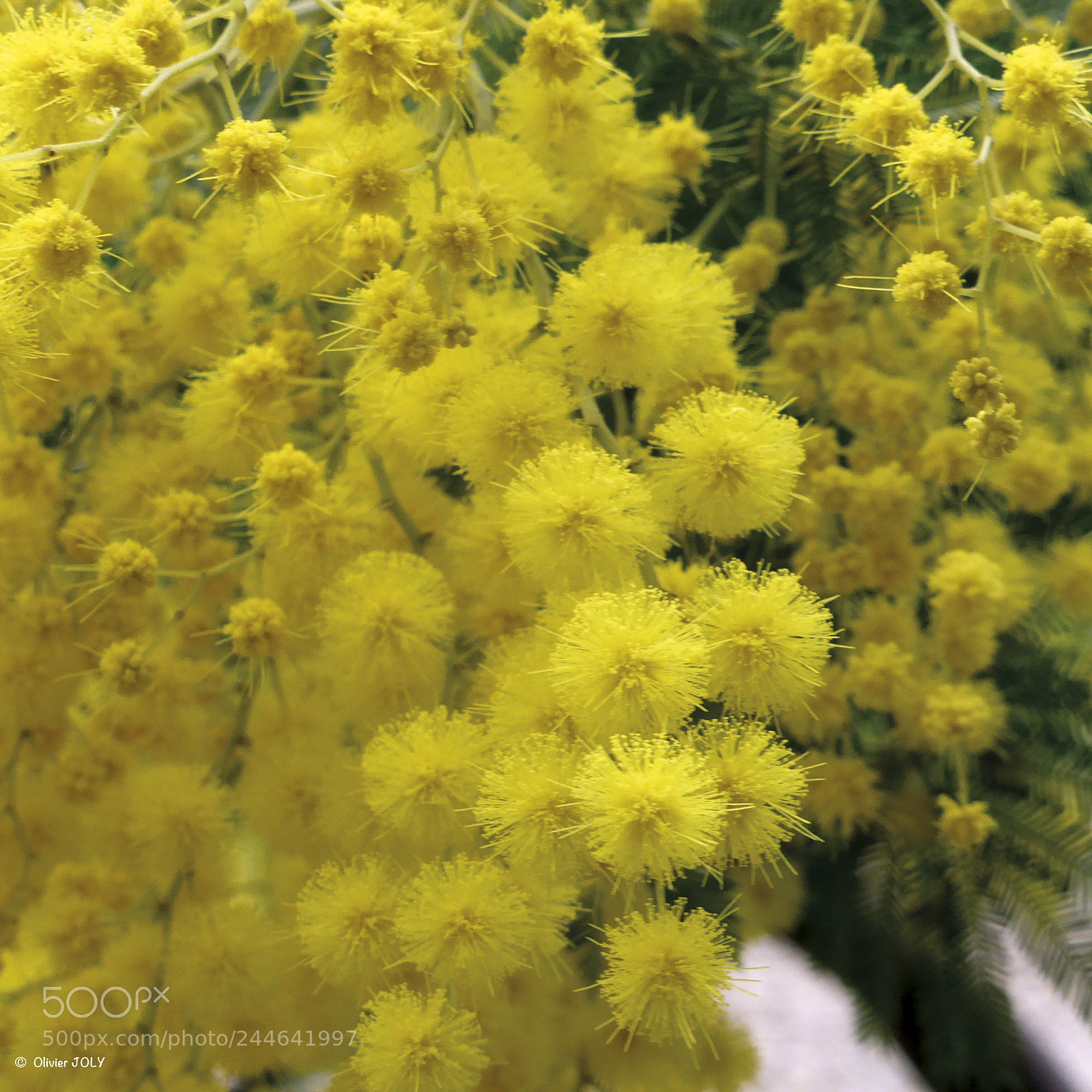 Panasonic Lumix DMC-ZS30 (Lumix DMC-TZ40) sample photo. Chatons photography