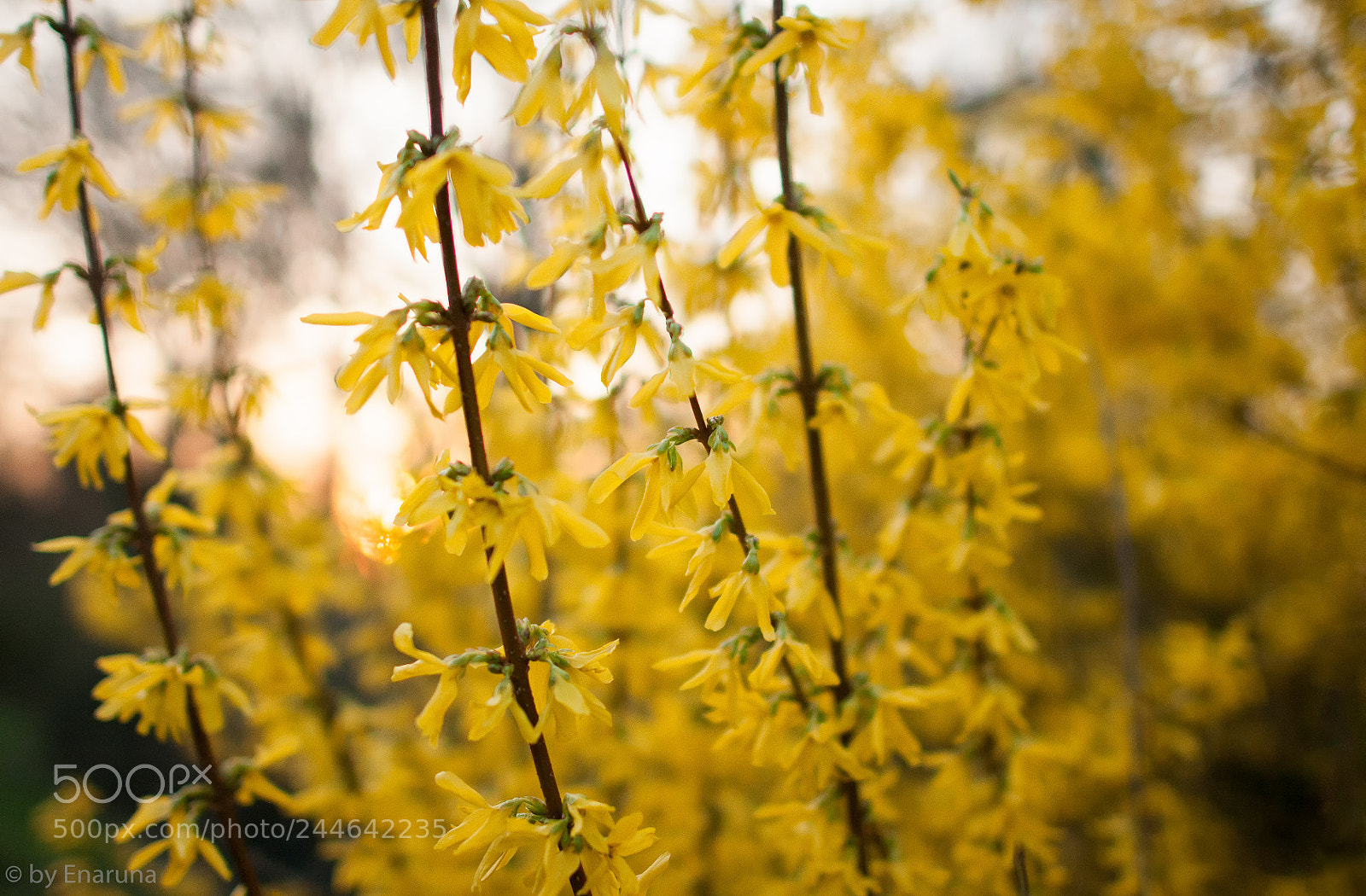 Nikon D300S sample photo. Forsythia photography