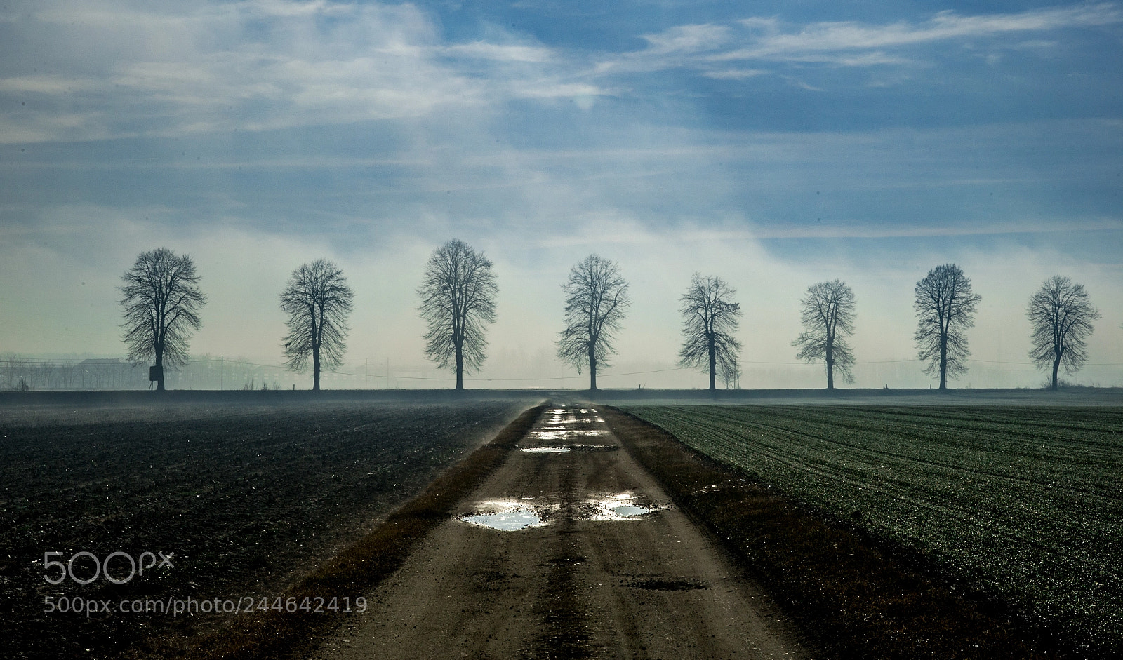 Nikon D3S sample photo. Alberi nella nebbia photography