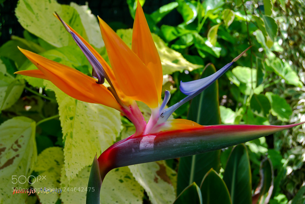 Nikon D40X sample photo. Desde el jardin... photography