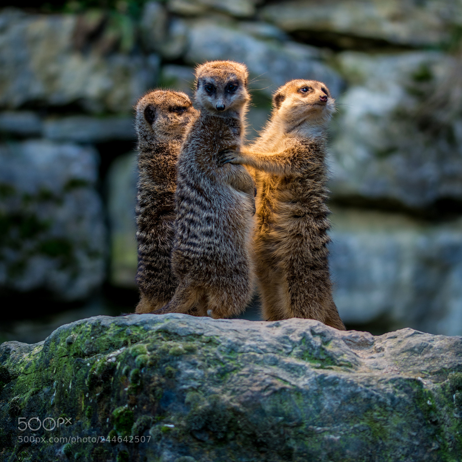 Nikon D7200 sample photo. The meerkat gang photography