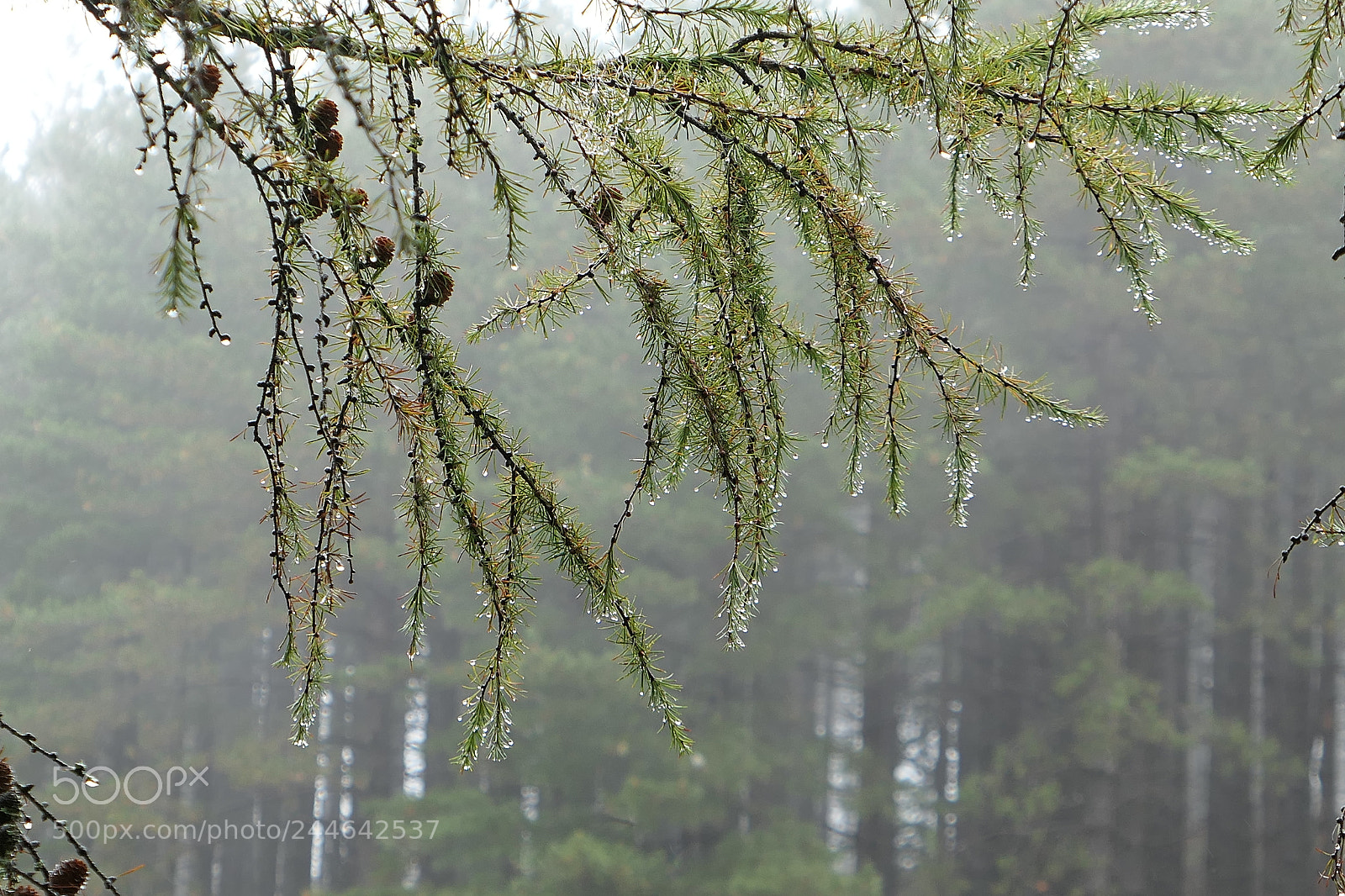 Panasonic Lumix DMC-LX10 (Lumix DMC-LX15) sample photo. Niebla photography