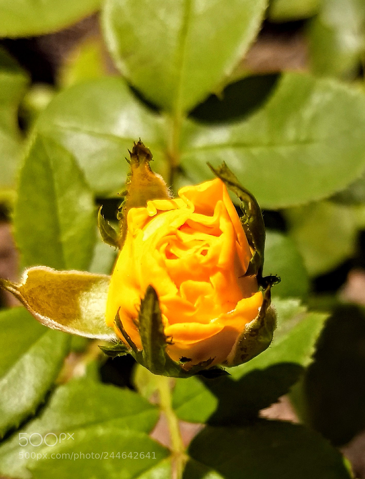 Motorola Moto Z (2) Play sample photo. Blooming photography