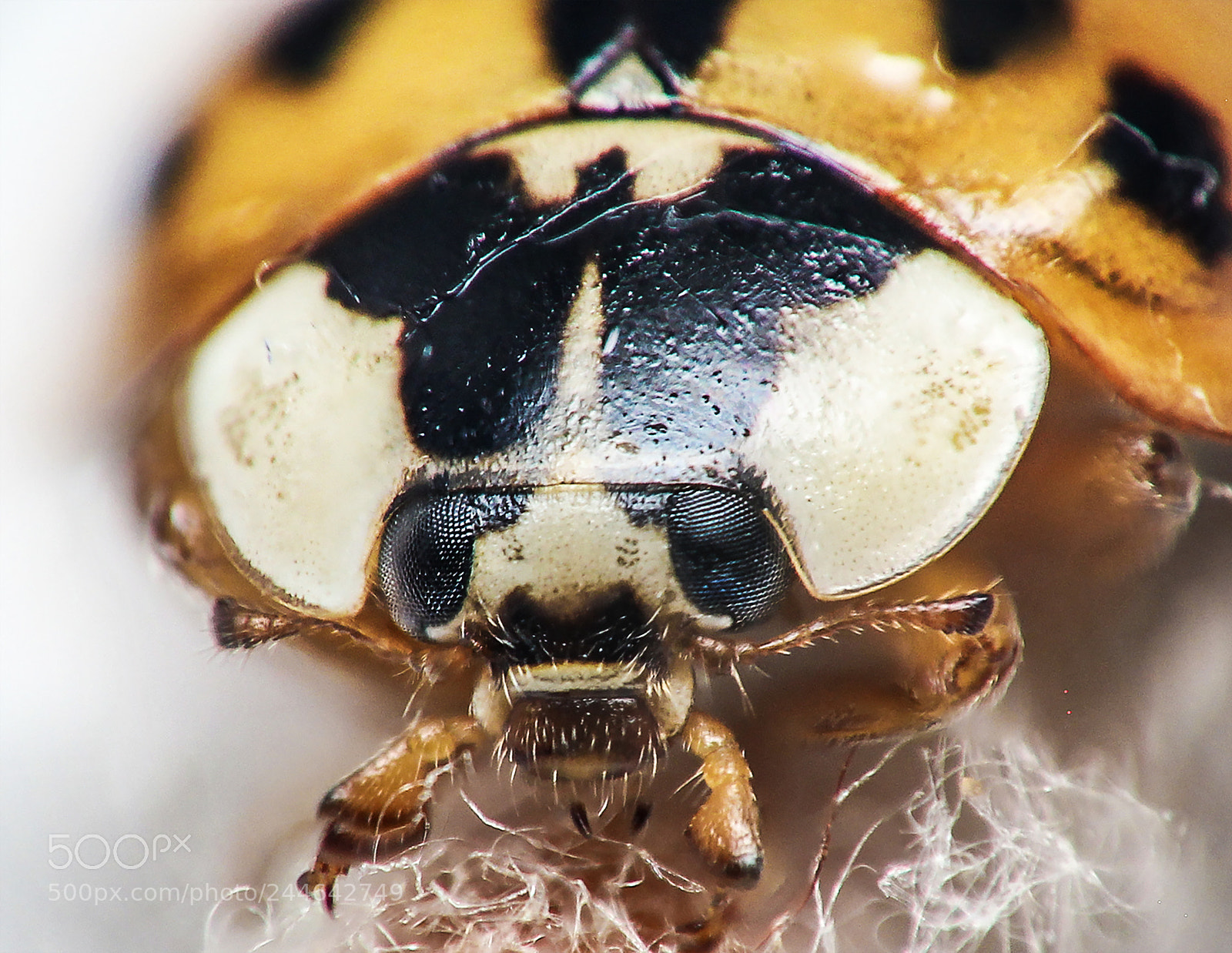 Canon EOS 1200D (EOS Rebel T5 / EOS Kiss X70 / EOS Hi) sample photo. Lady bug photography