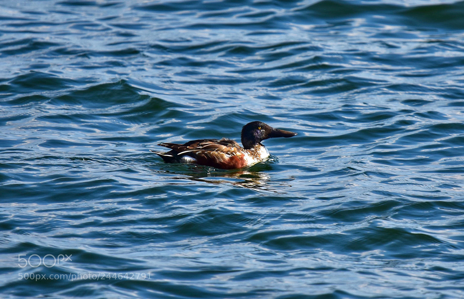 Nikon D7200 sample photo. Duck photography