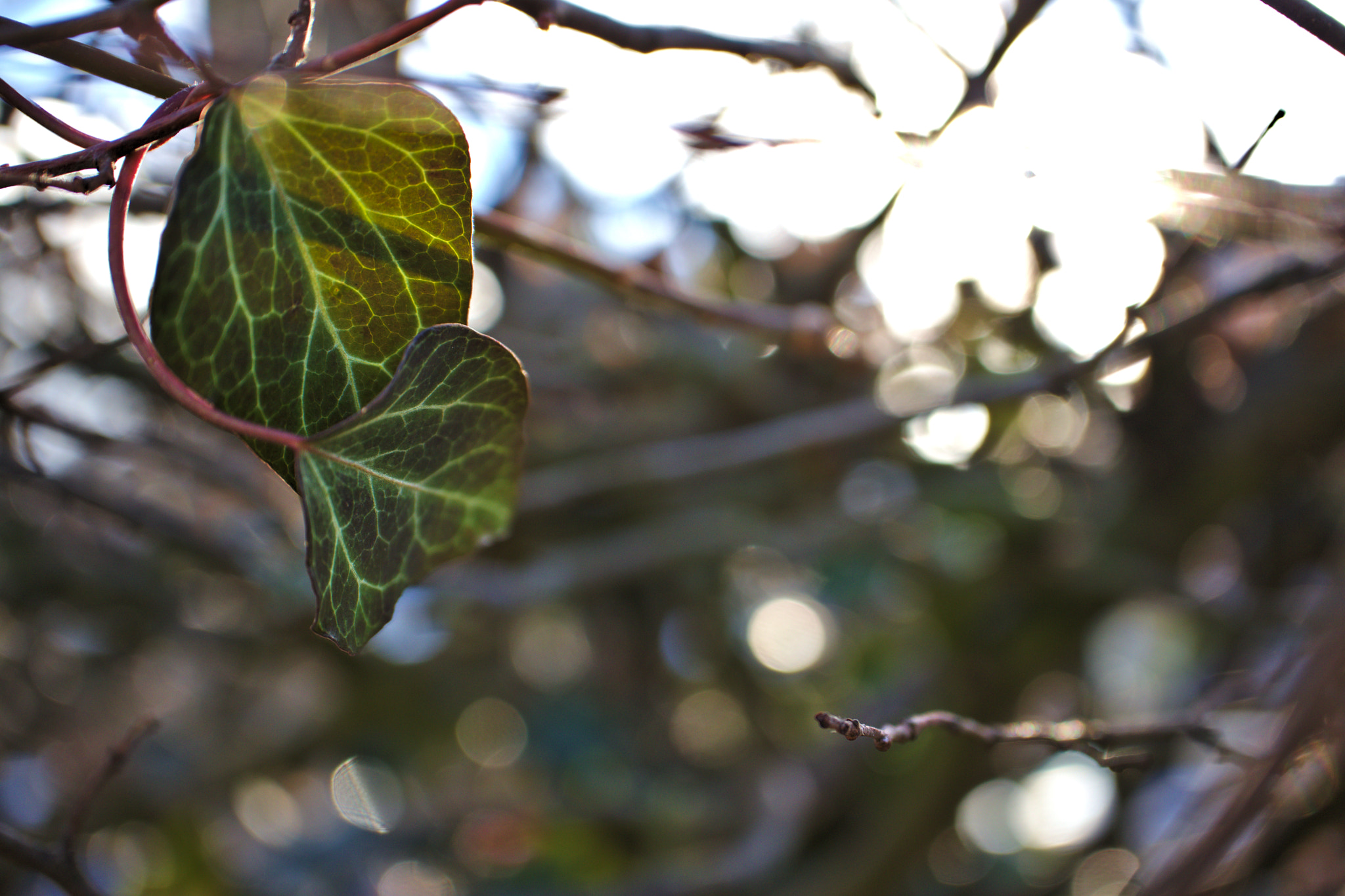 Canon EF-M 28mm F3.5 Macro IS STM sample photo. Loner photography