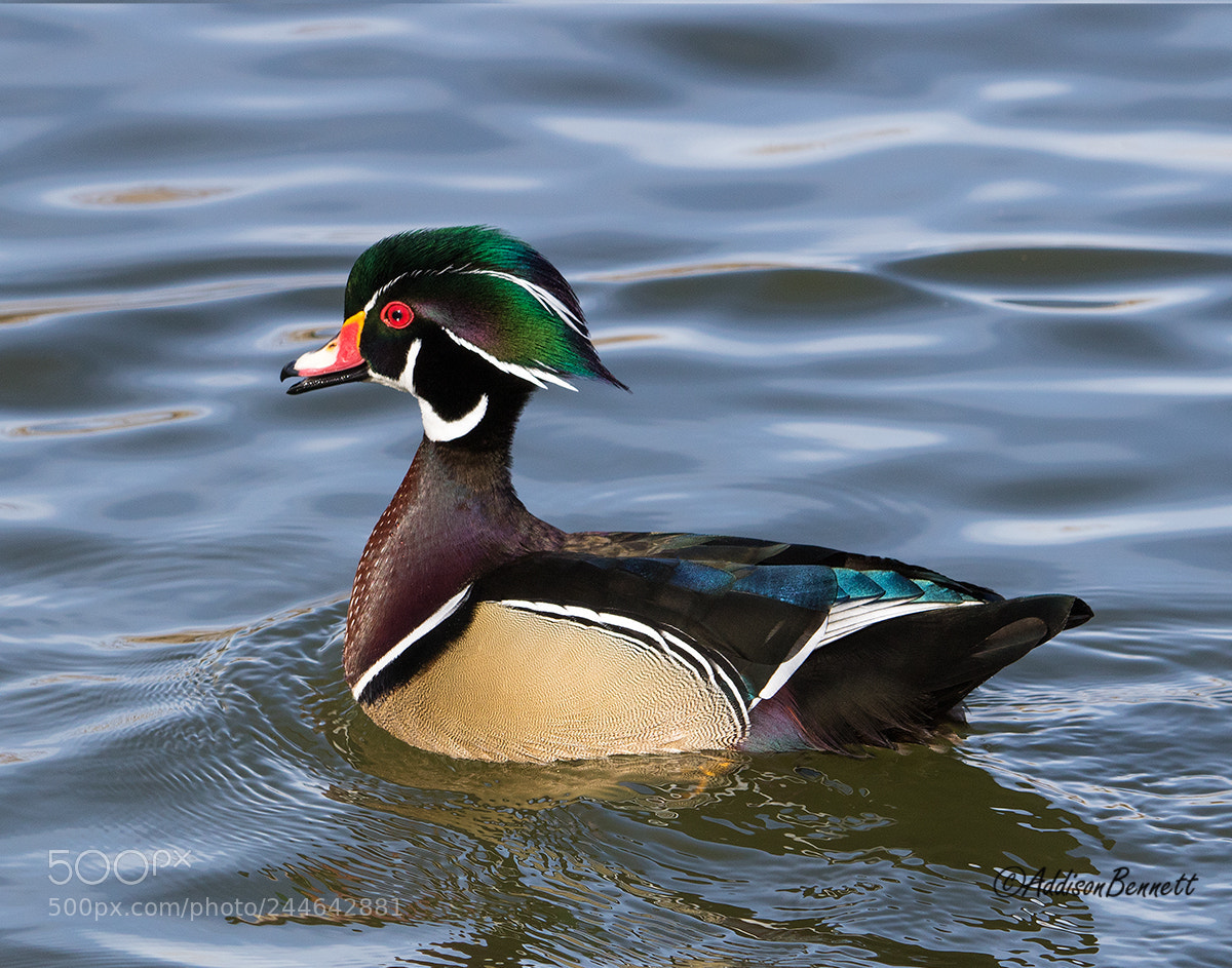 Canon EOS 7D Mark II sample photo. Merganserc photography