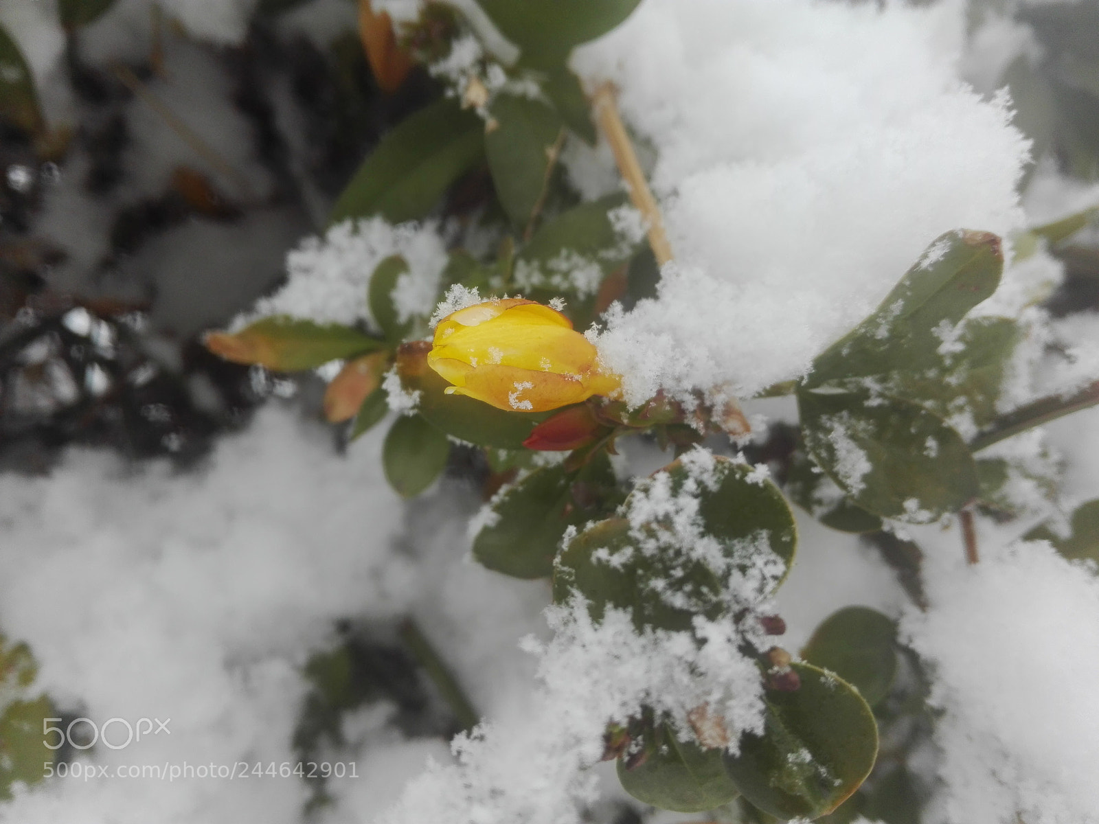 HUAWEI P8 Lite sample photo. Img_20180129_120859.jpg photography