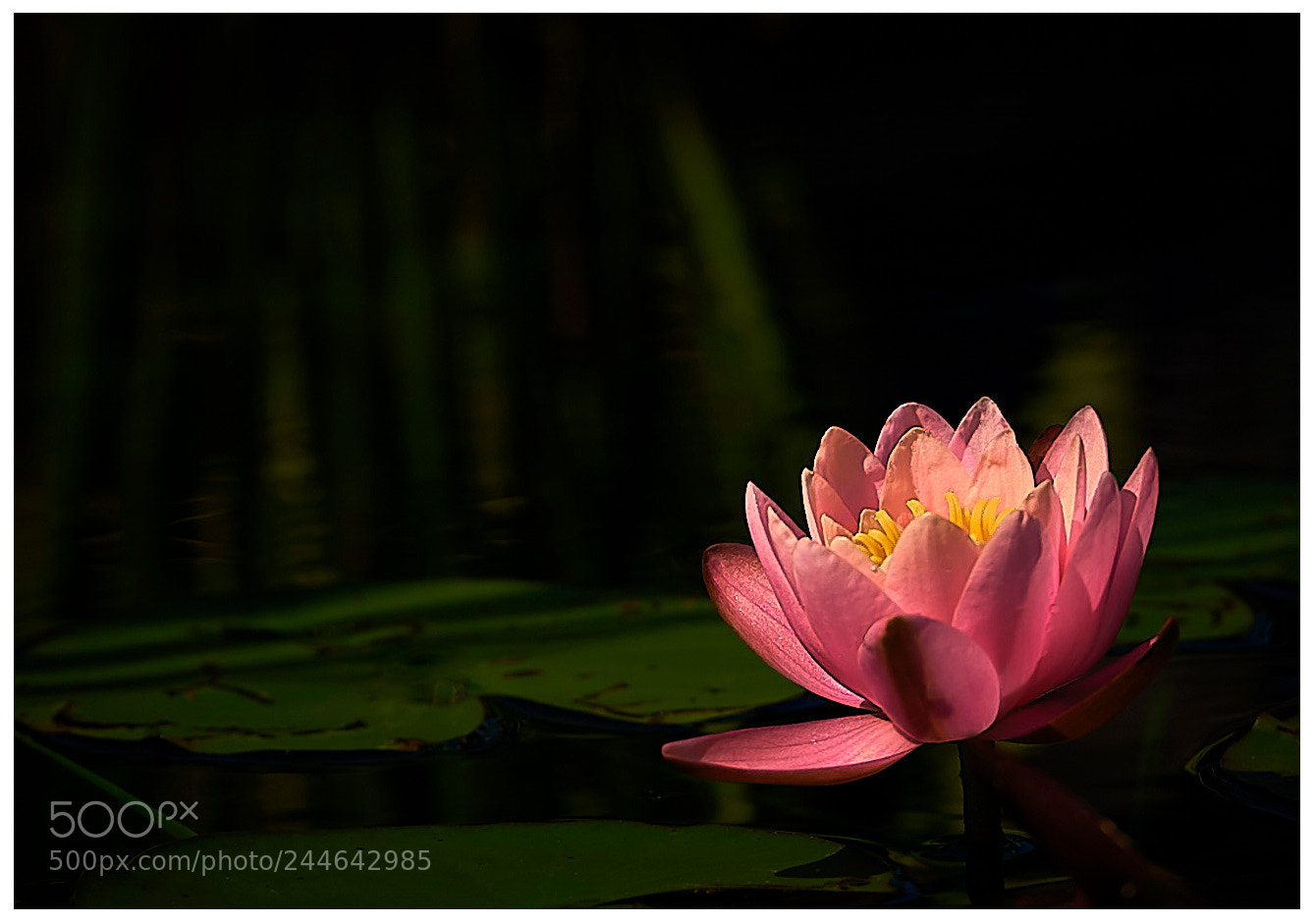 Nikon D700 sample photo. Water lily photography