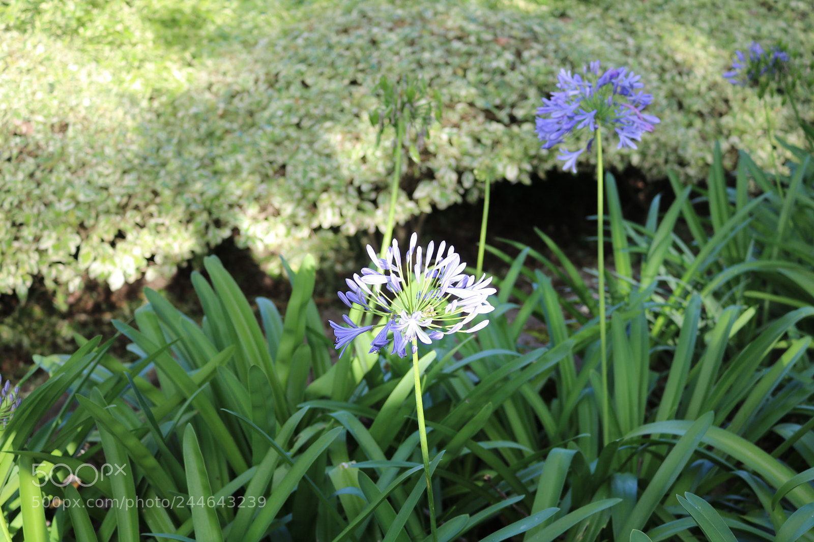 Canon EOS 750D (EOS Rebel T6i / EOS Kiss X8i) sample photo. Img photography