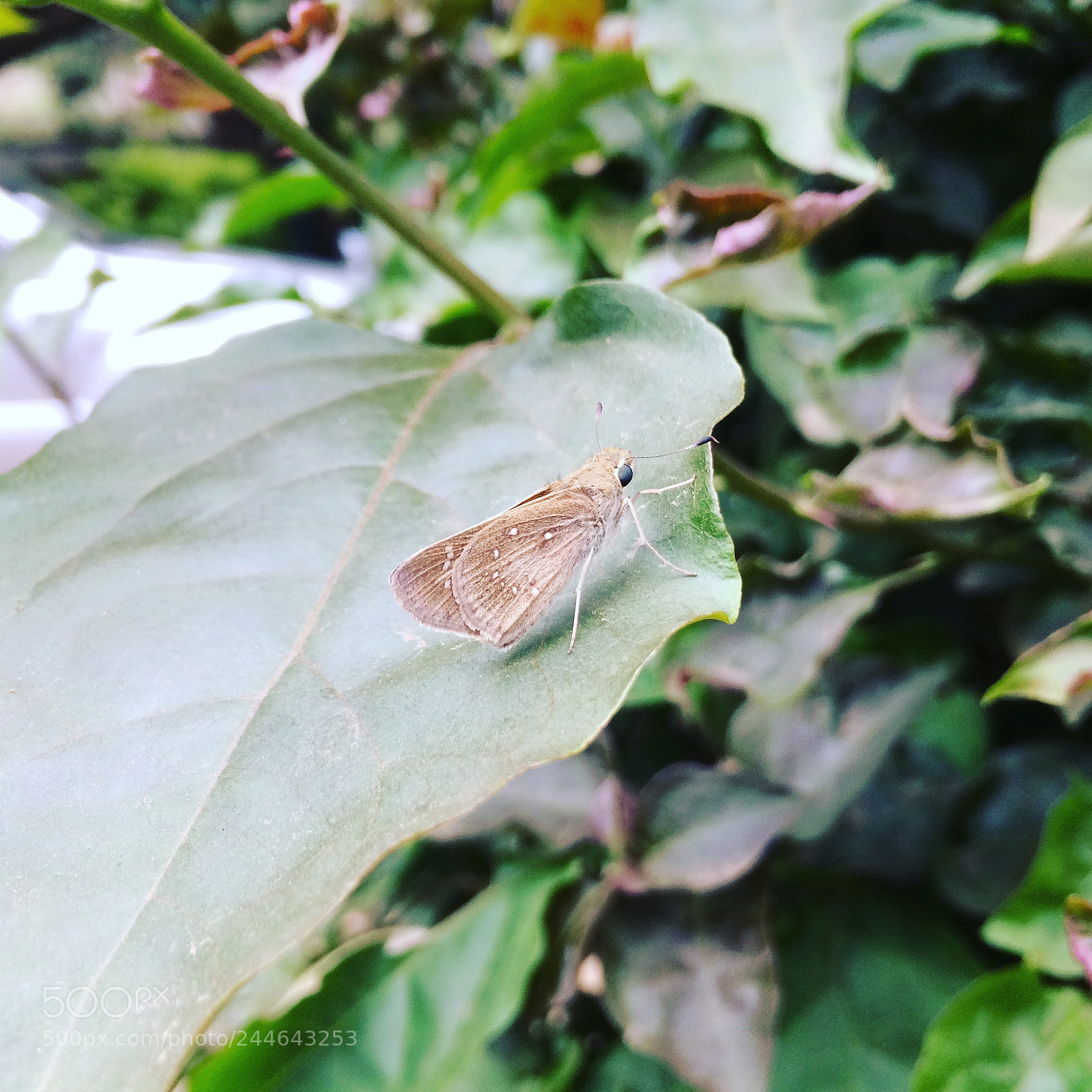 Apple iPhone 5s sample photo. Img photography
