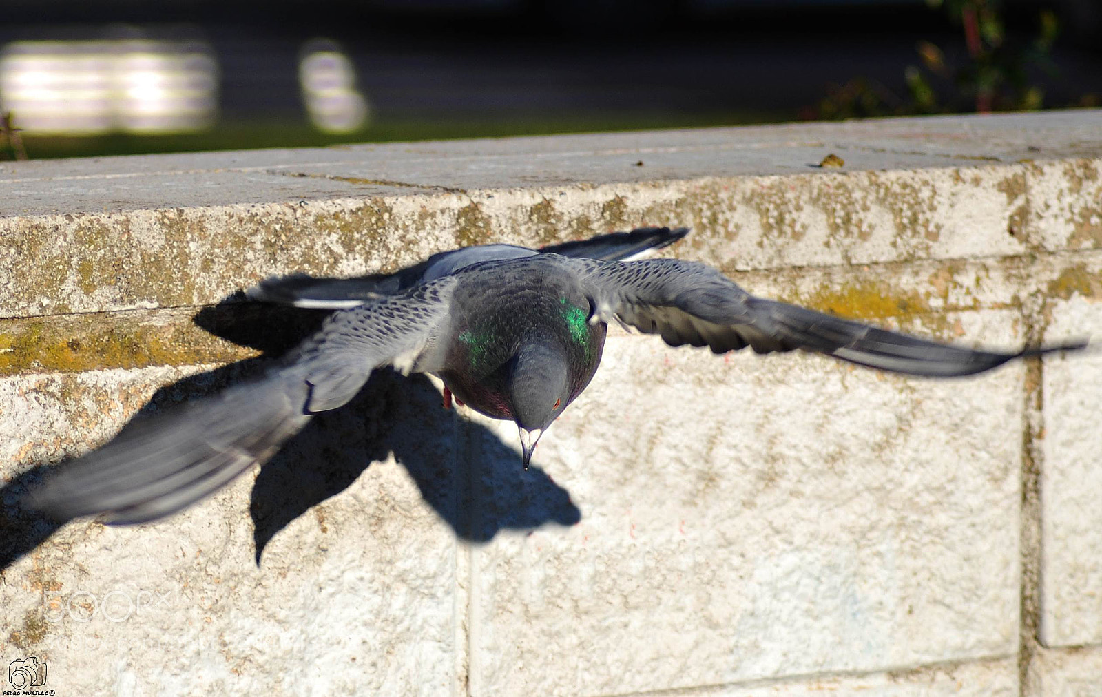 Nikon D60 sample photo. Untitled photography
