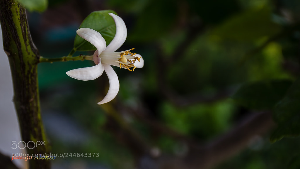 Nikon D7200 sample photo. Una flor... photography