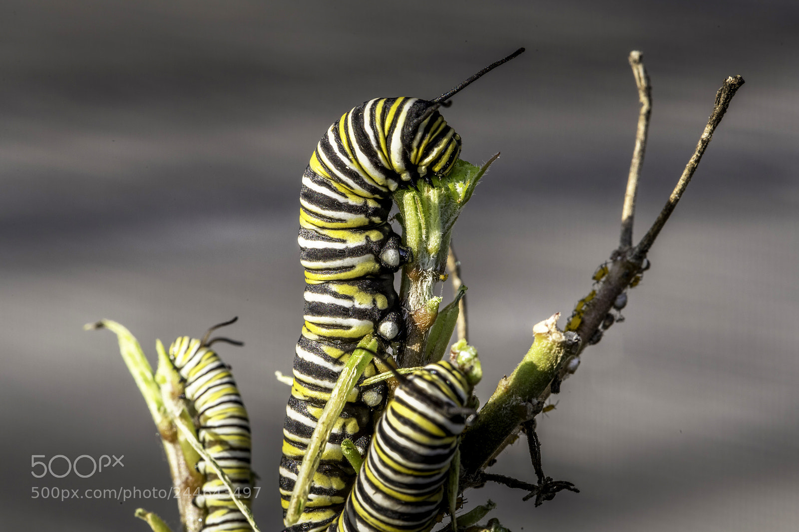 Nikon D850 sample photo. Monarch caterpillars eating photography