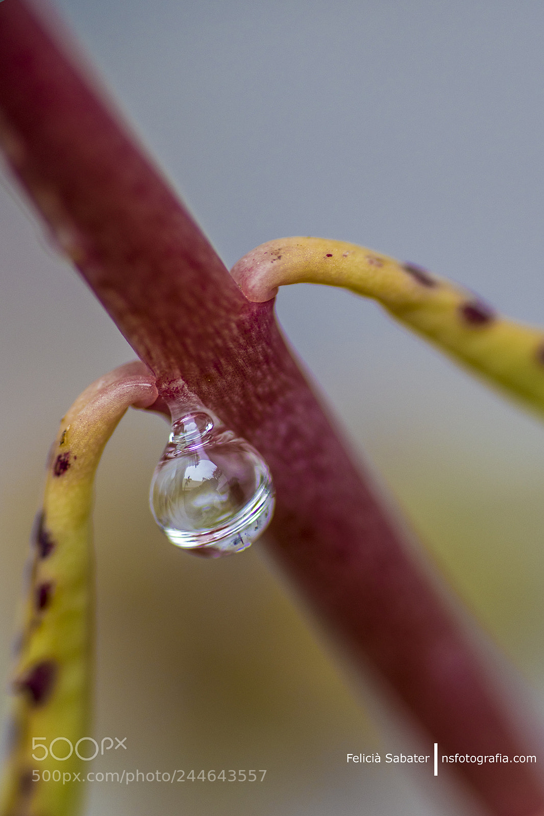 Nikon D850 sample photo. Rreflex photography