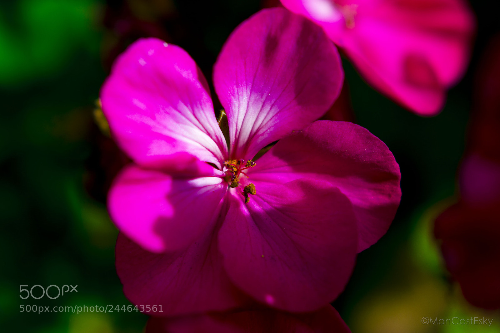 Nikon D7100 sample photo. Bola la flor m photography