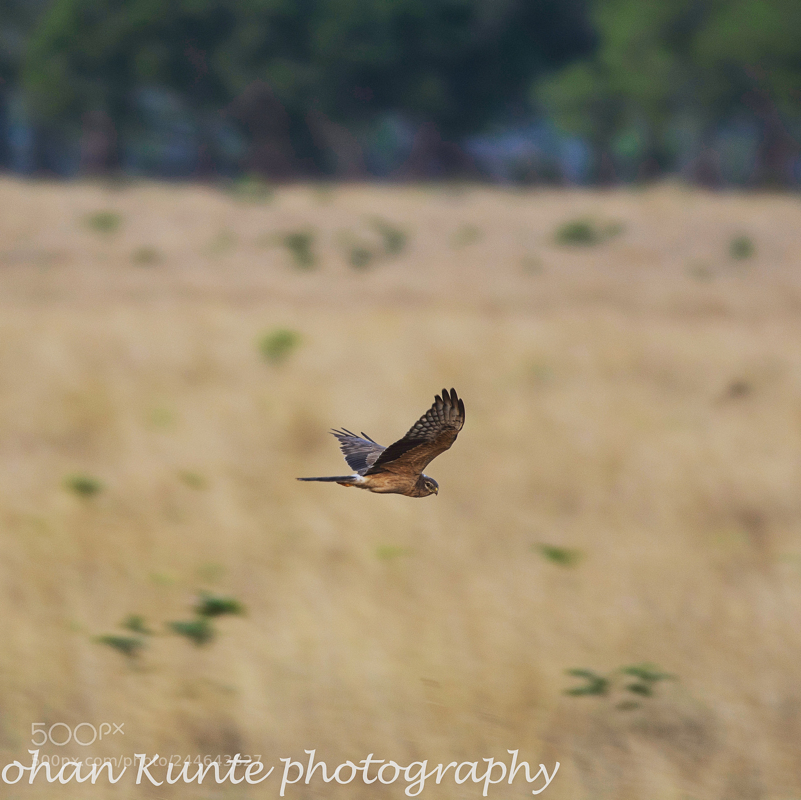 Nikon D7100 sample photo. Marsh harrier - female photography