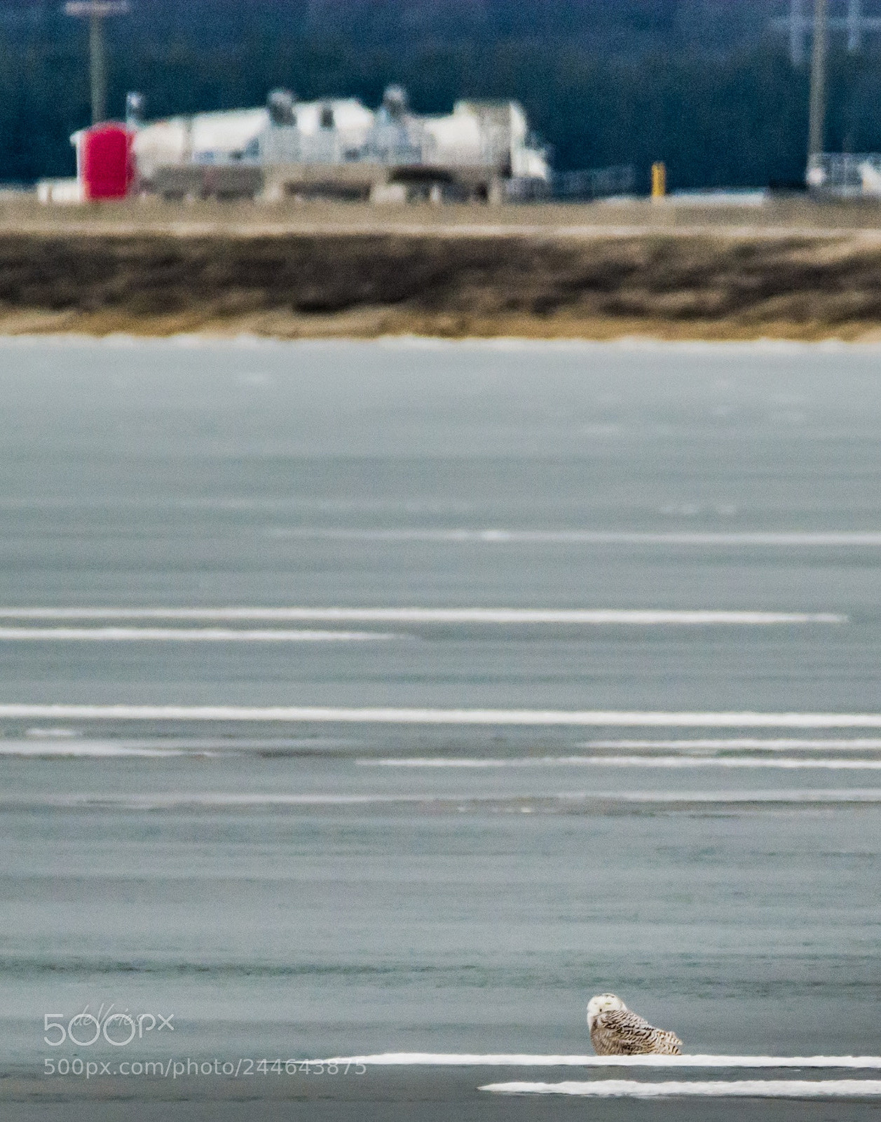 Nikon D7100 sample photo. Safe on the ice . . . photography