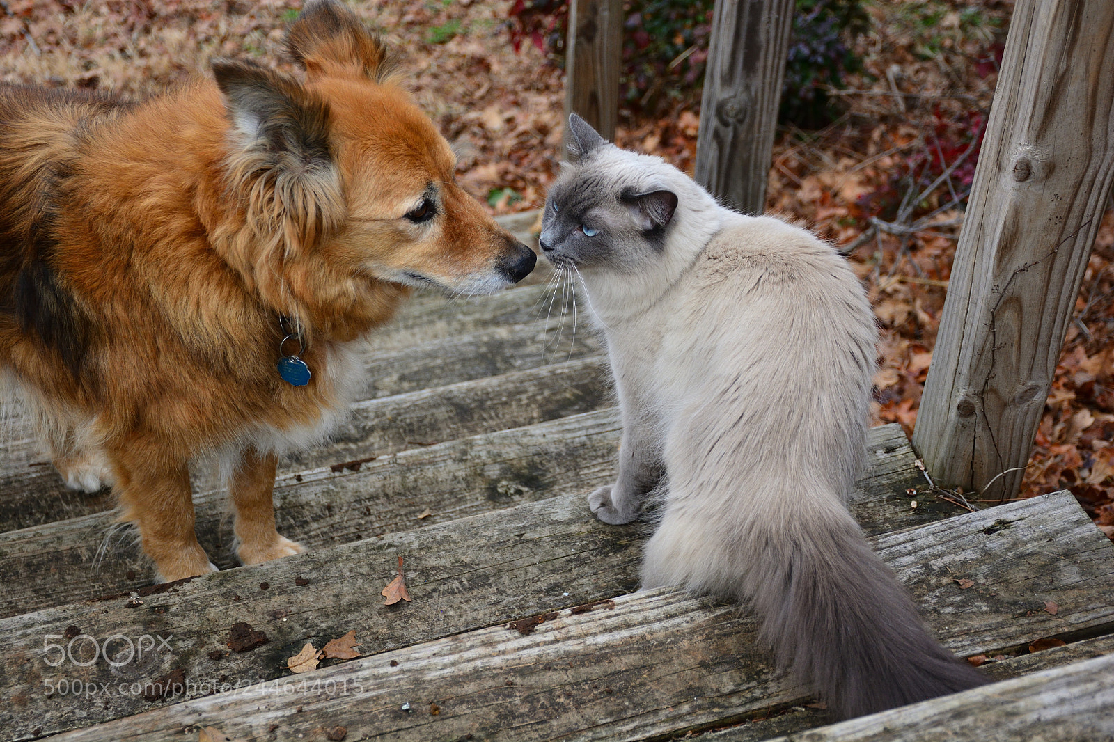 Nikon D7100 sample photo. Otter loves zoe photography