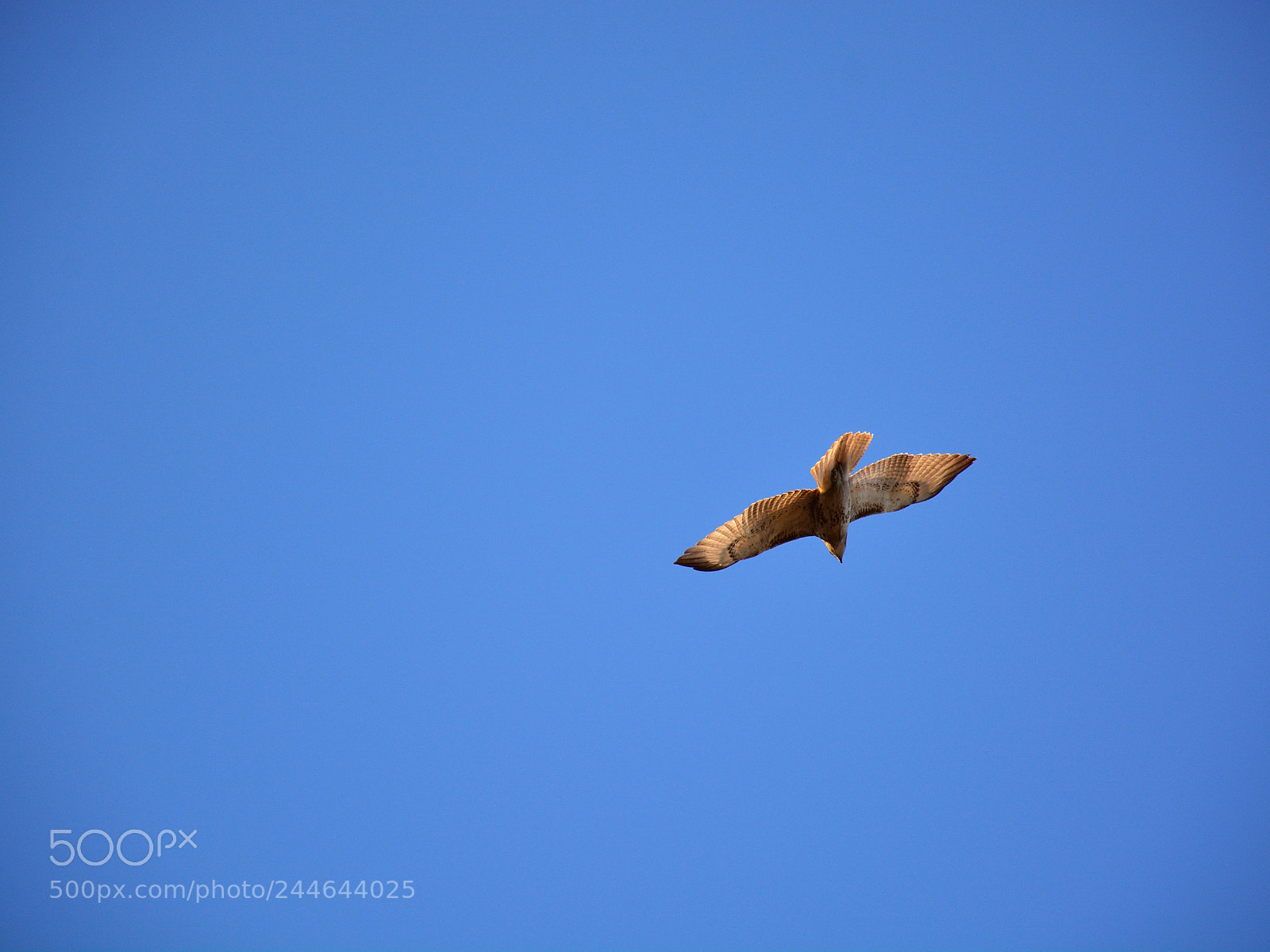 Nikon D7100 sample photo. Red-tailed hawk photography