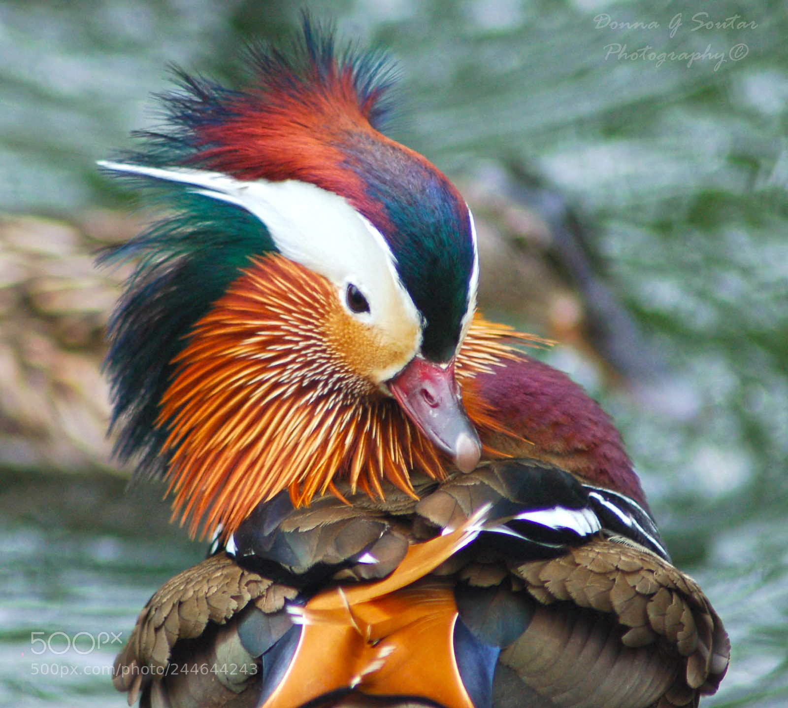 Nikon D50 sample photo. Mandarin duck photography