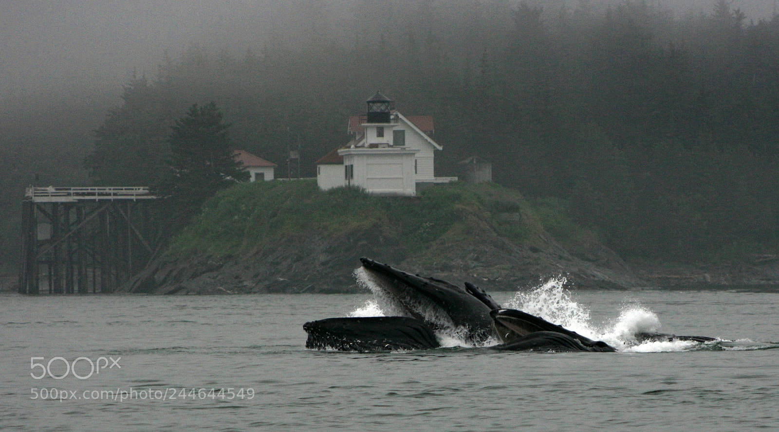 Canon EOS 400D (EOS Digital Rebel XTi / EOS Kiss Digital X) sample photo. Humpback whales bubble feeding photography