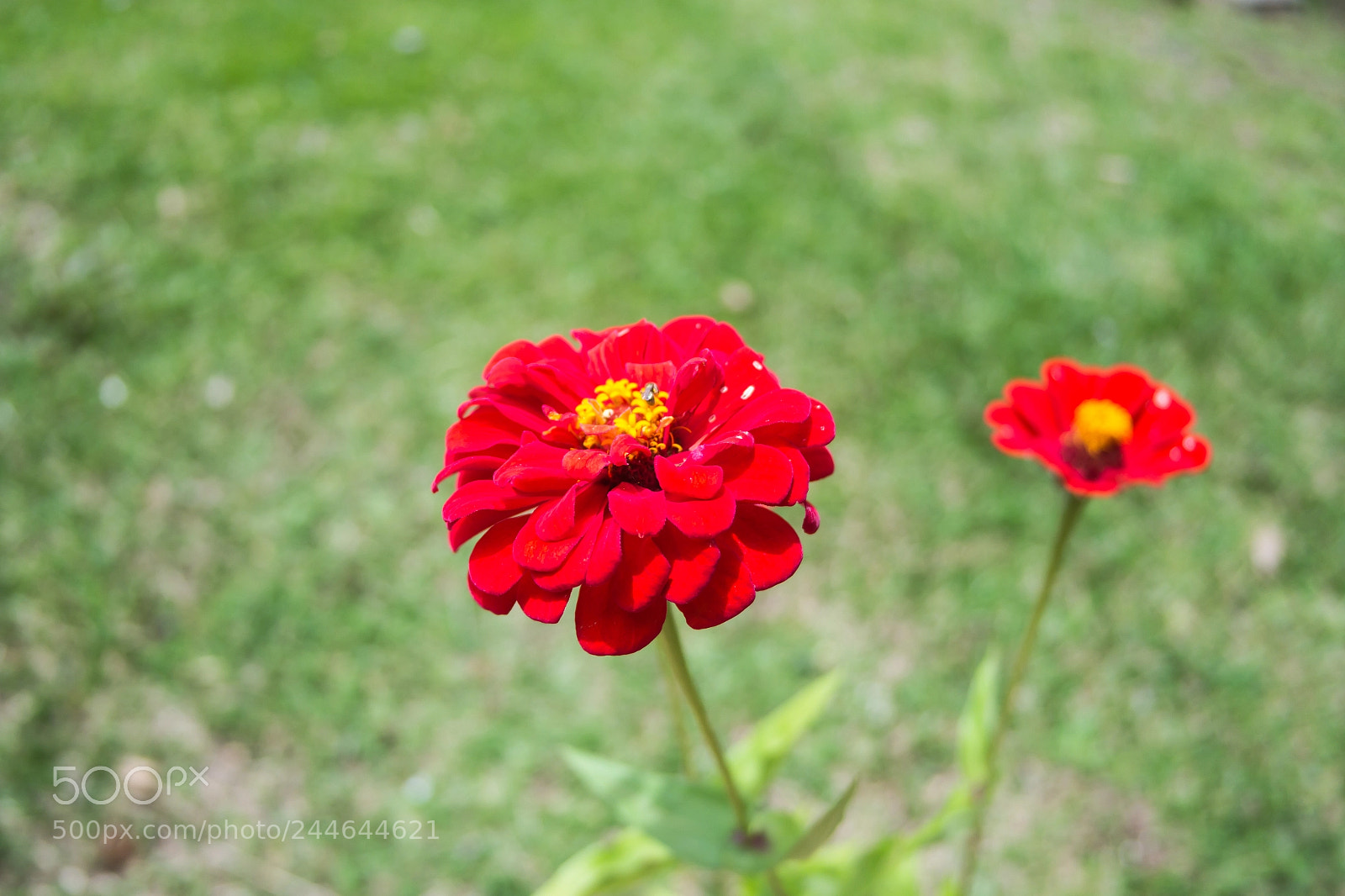 Samsung NX2000 sample photo. Sam photography