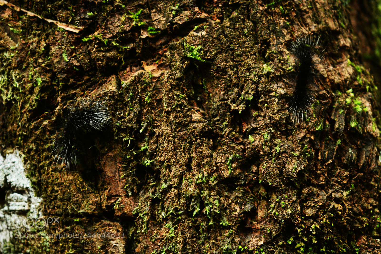 Nikon D7100 sample photo. Bigodes-de-fogo photography
