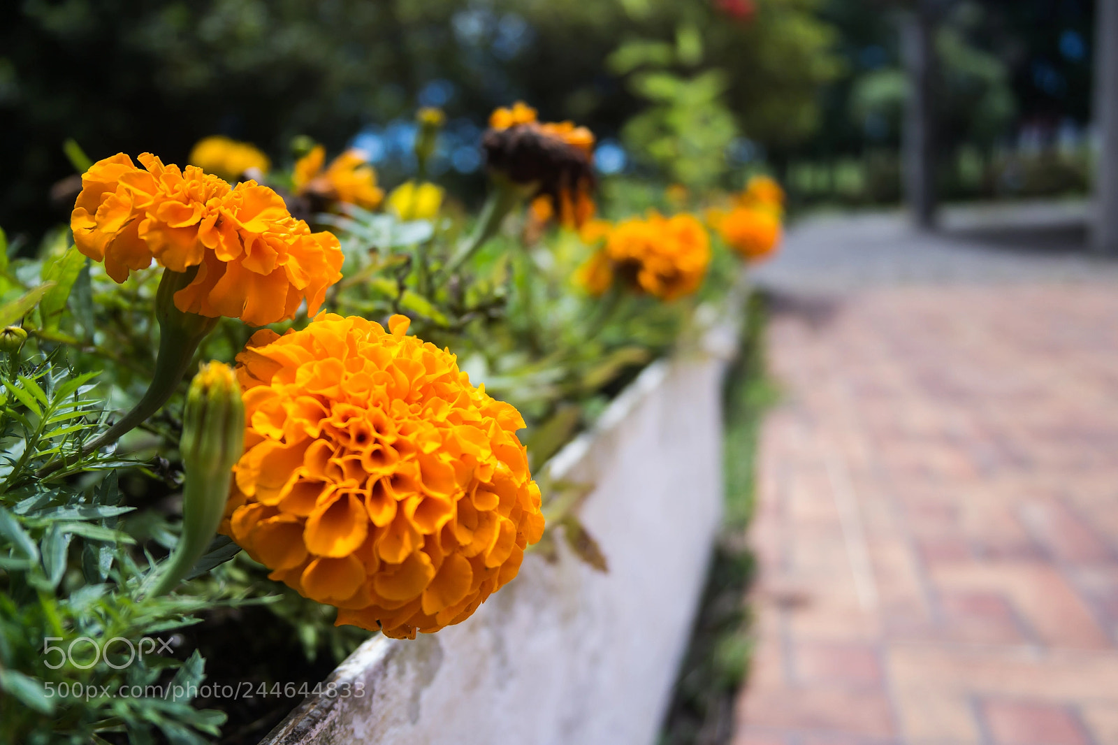 Samsung NX2000 sample photo. Sam photography