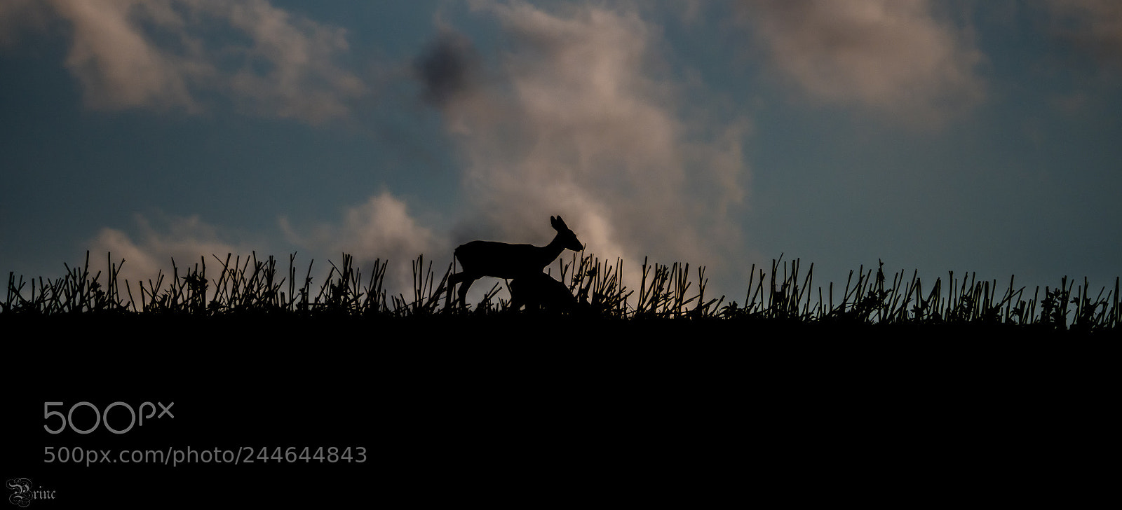 Olympus PEN-F sample photo. Doe in the field photography