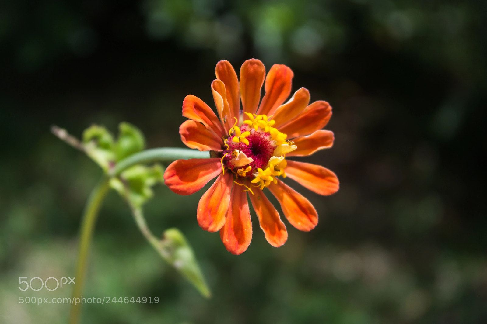 Samsung NX2000 sample photo. Sam photography