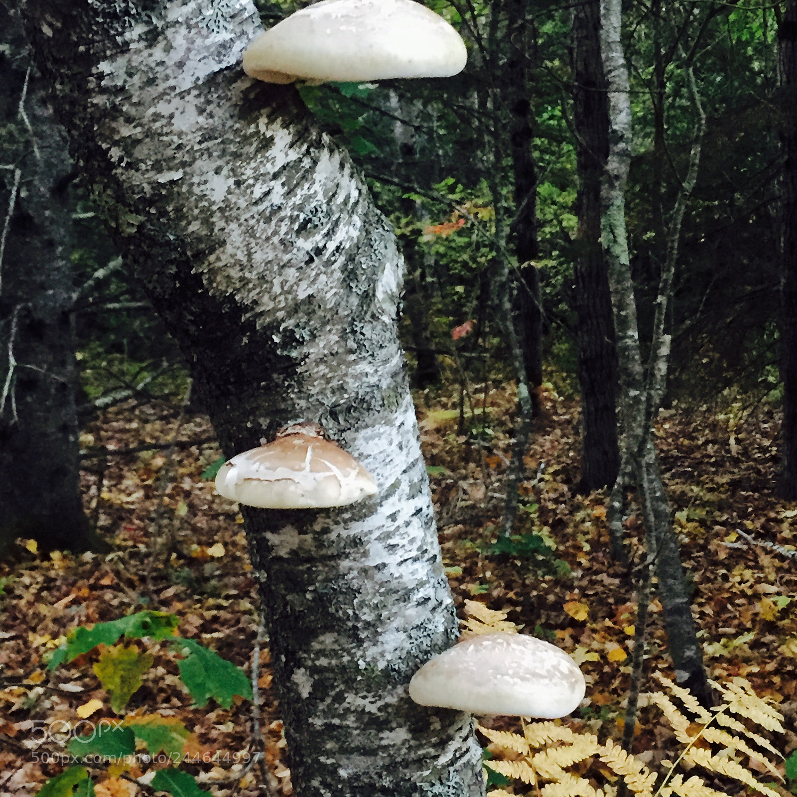 Apple iPhone 6 sample photo. Three mushrooms photography