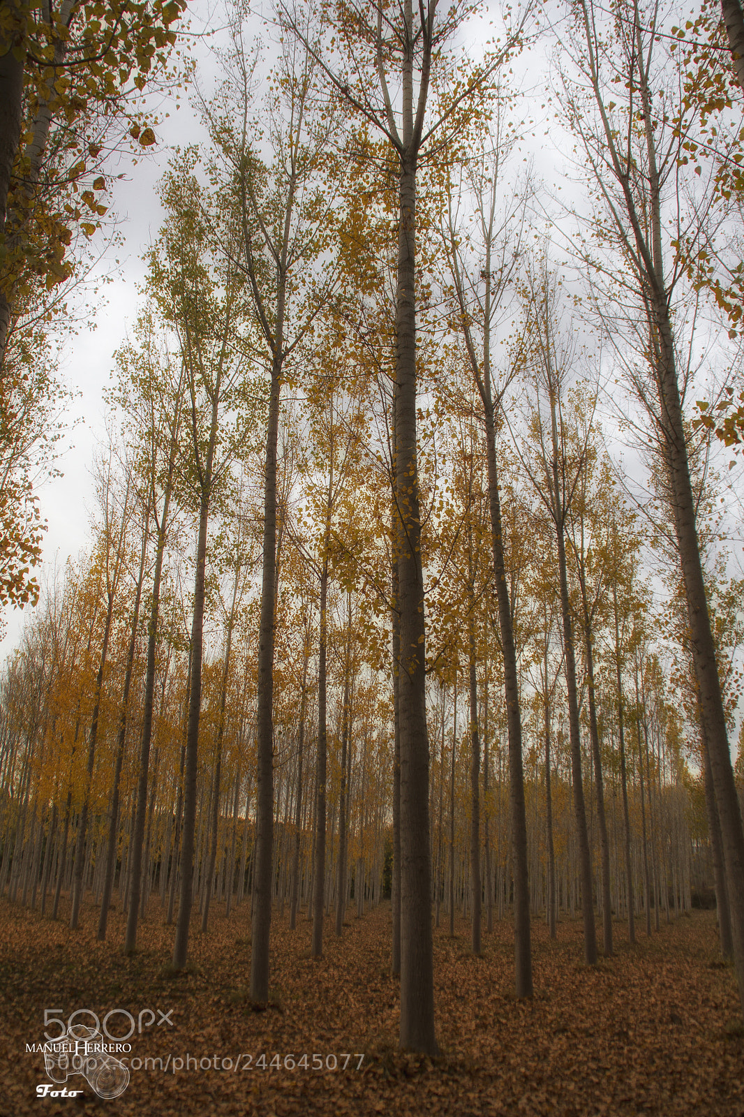 Canon EOS 550D (EOS Rebel T2i / EOS Kiss X4) sample photo. Forest photography