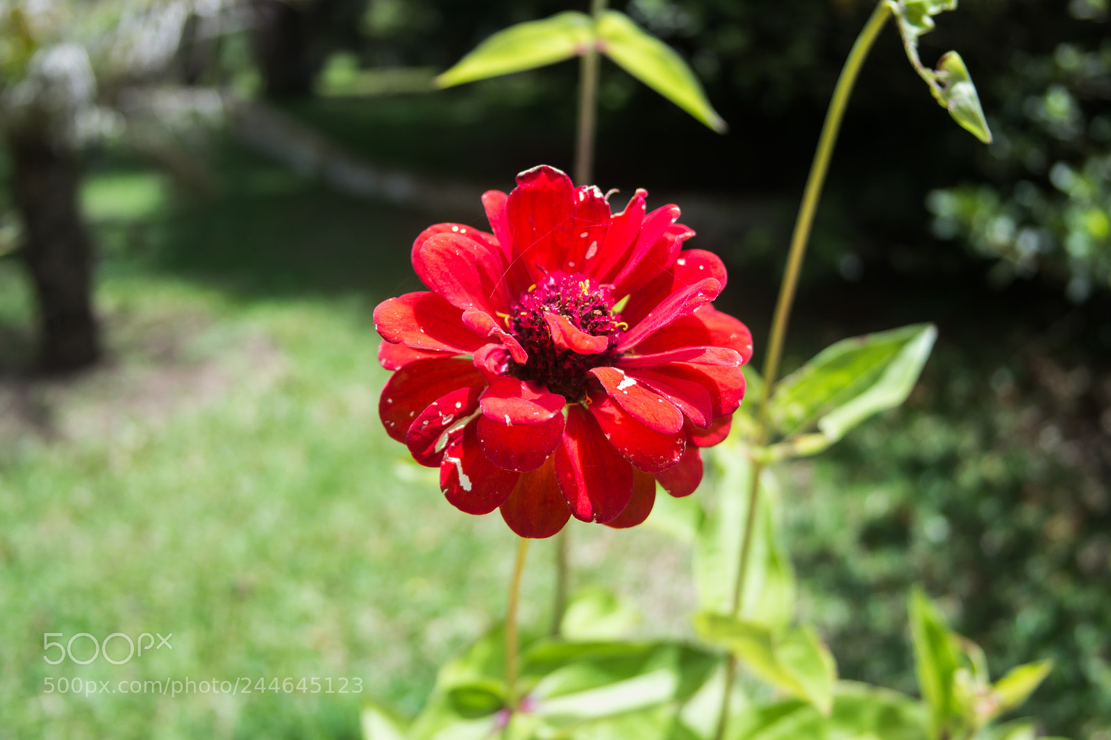 Samsung NX2000 sample photo. Sam photography